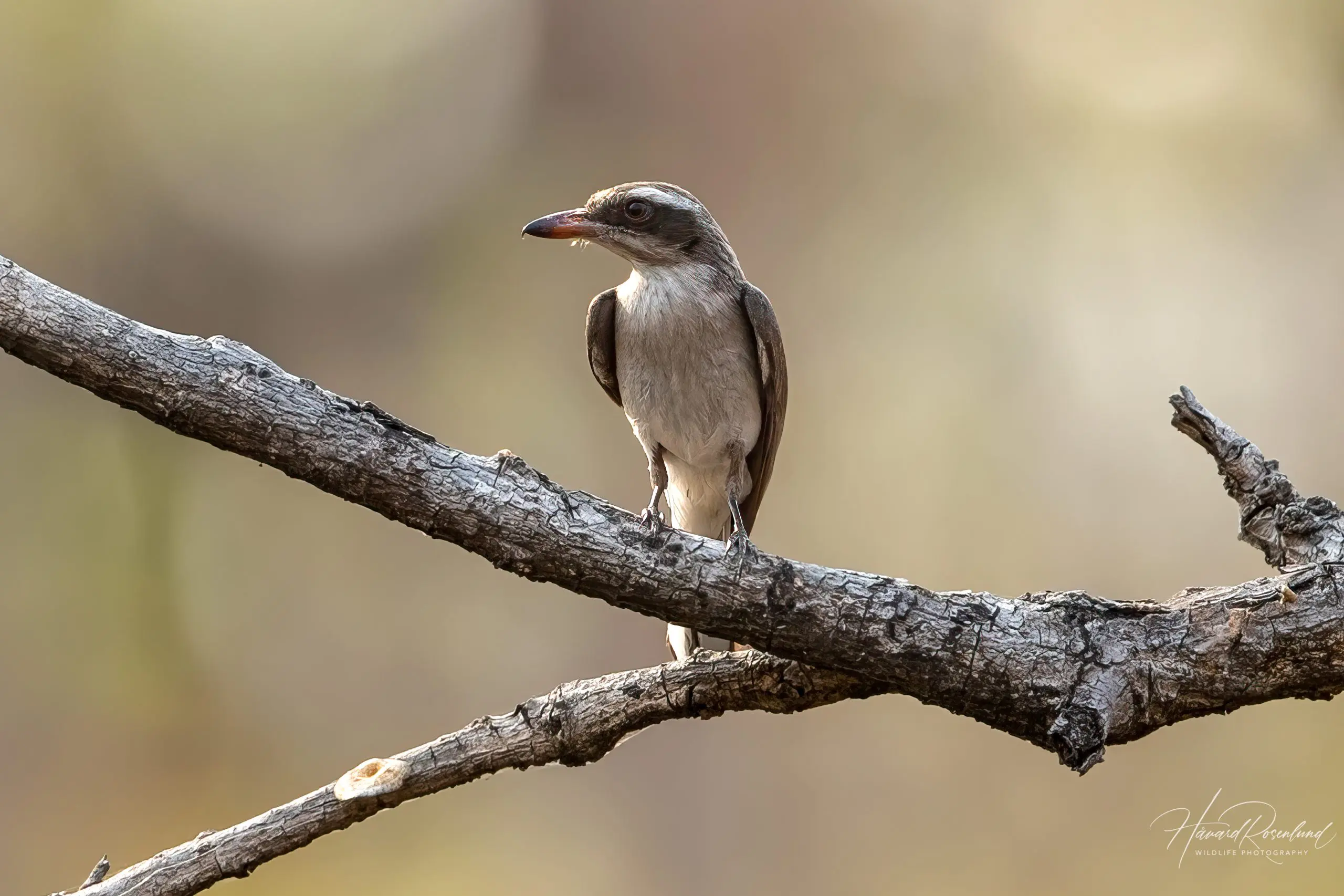 Common Woodshrike (Tephrodornis pondicerianus) @ Pench National Park, India. Photo: Håvard Rosenlund