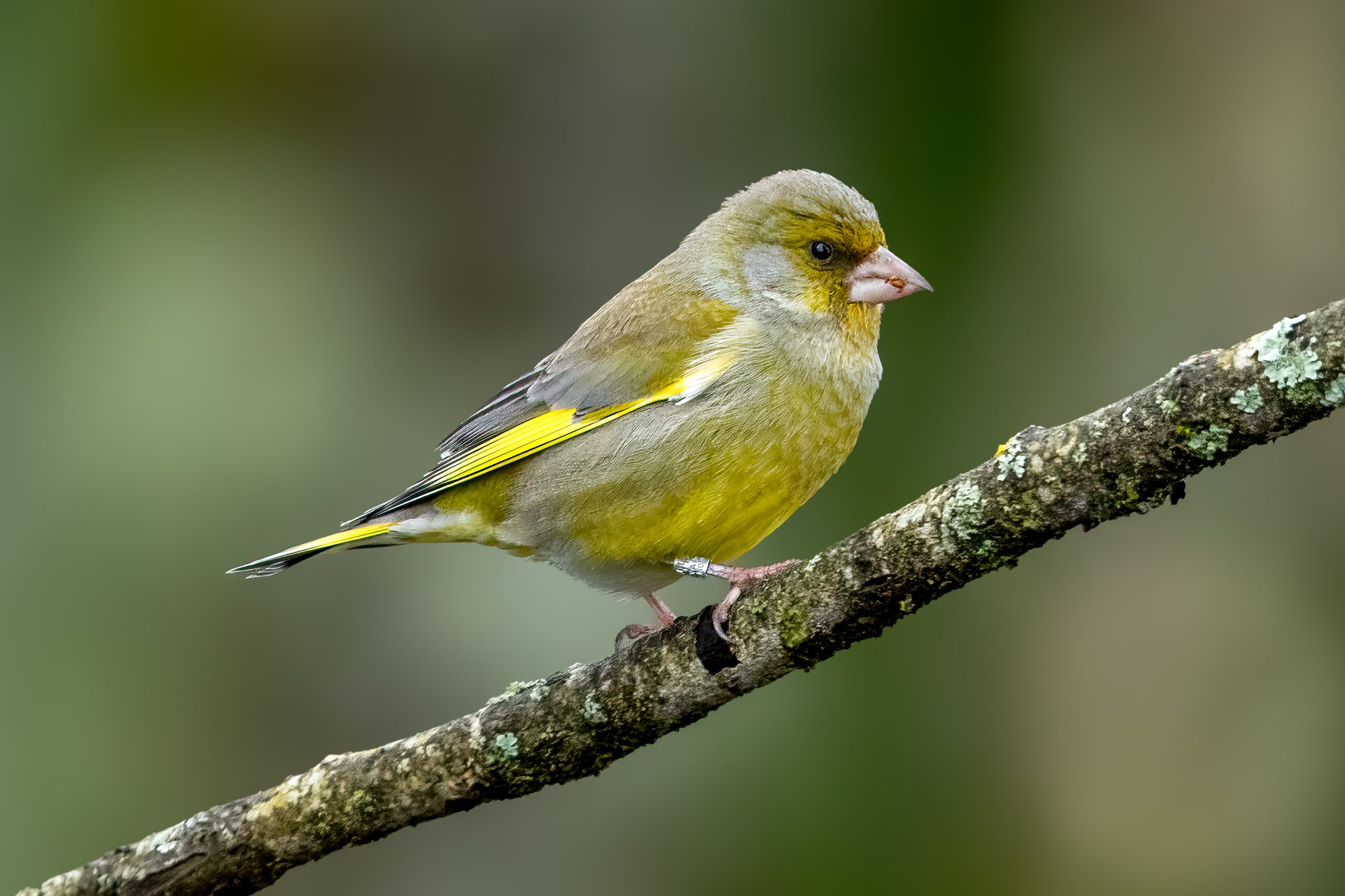 Grønnfink (Chloris chloris) @ Nordre Øyeren Naturreservat. Foto: Håvard Rosenlund