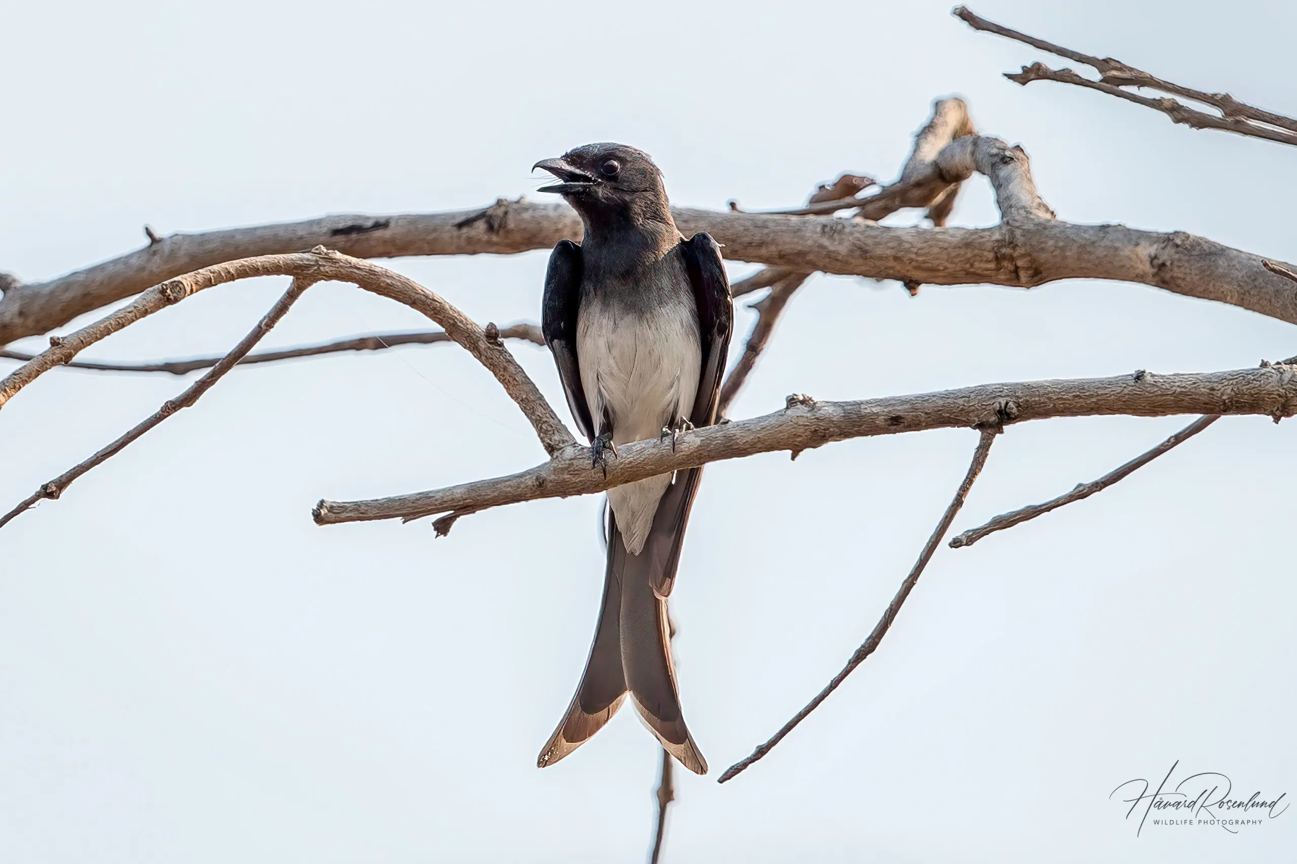 White-bellied Drongo (Dicrurus caerulescens) @ Satpura National Park, India. Photo: Håvard Rosenlund