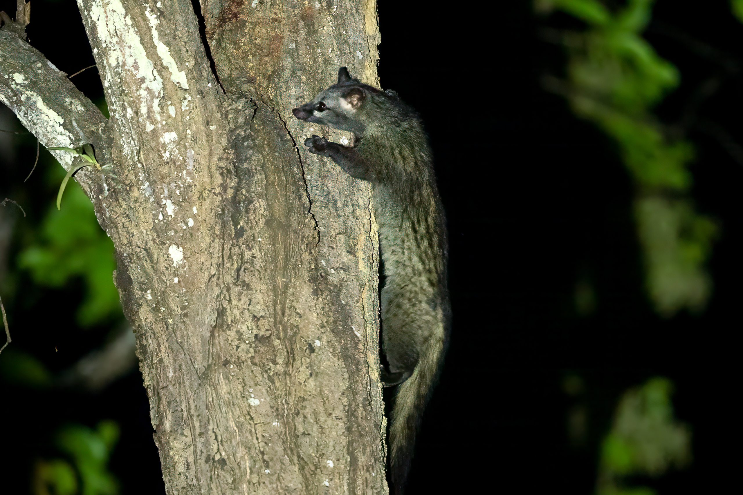 Asian Palm Civet (Paradoxurus hermaphroditus) @ Kanha National Park, India. Photo: Håvard Rosenlund