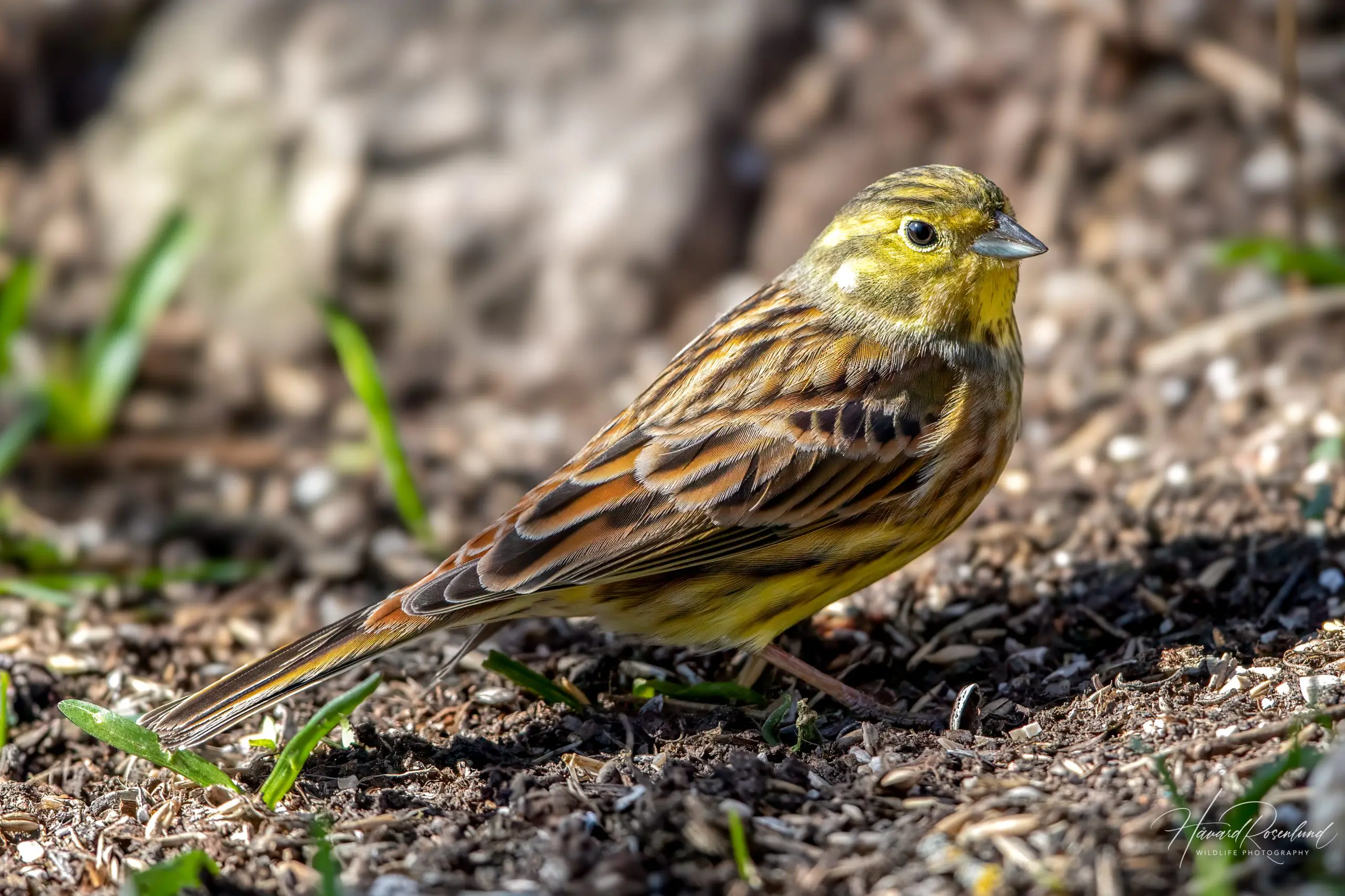 Yellowhammer (Emberiza citrinella) @ Fornebu, Norway. Photo: Håvard Rosenlund