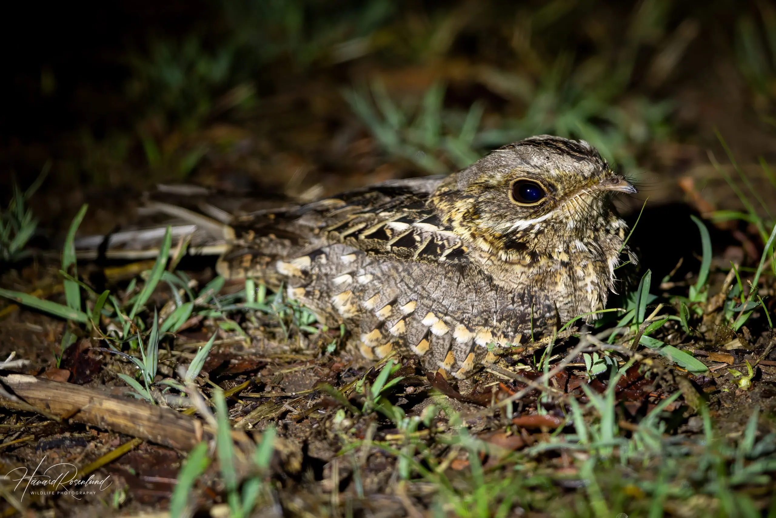 Indian Nightjar (Caprimulgus asiaticus) @ Pench National Park, India. Photo: Håvard Rosenlund