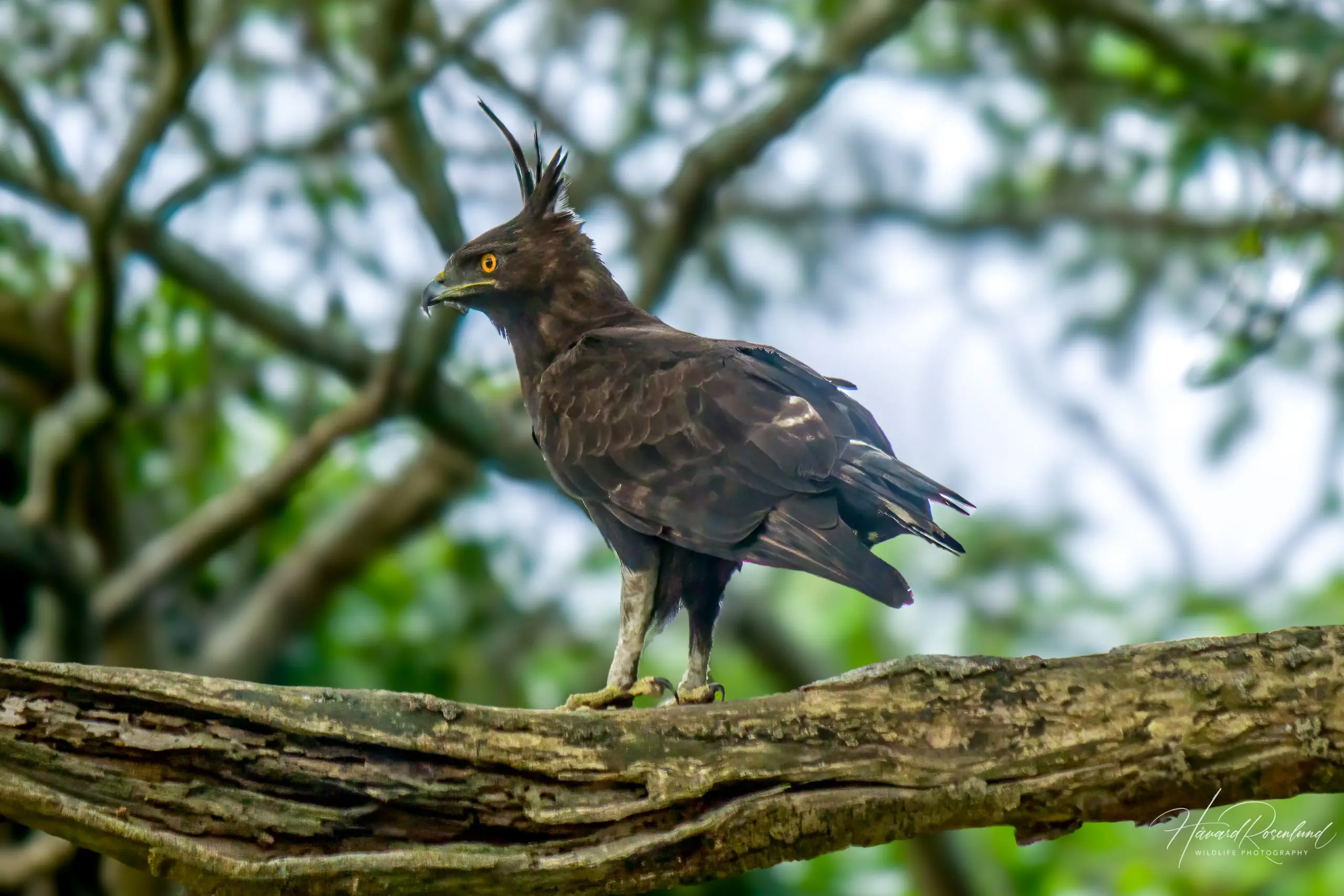 Long-crested Eagle (Lophaetus occipitalis) @ Eastern Shores - iSimangaliso Wetland Park, South Africa. Photo: Håvard Rosenlund