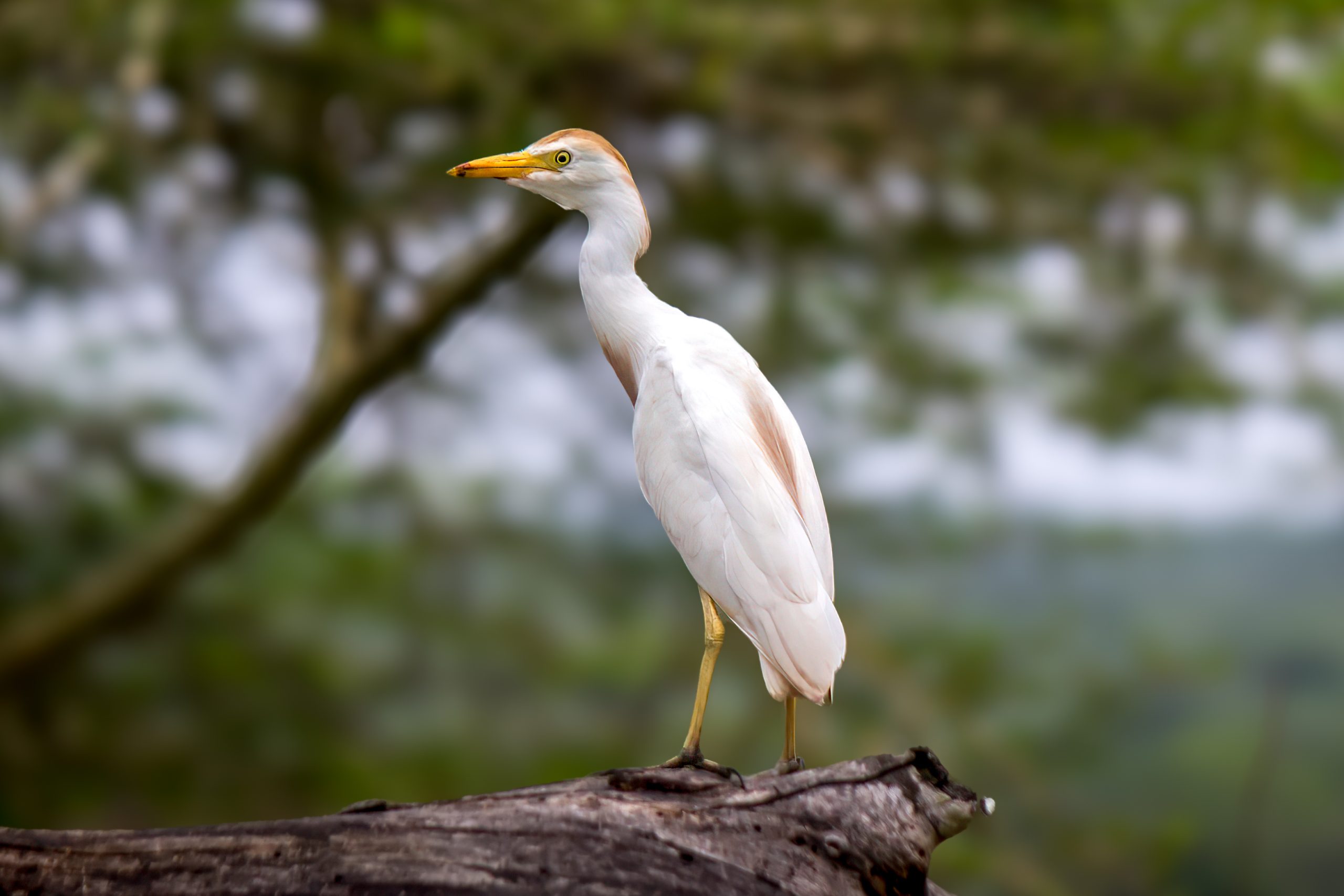 Western Cattle Egret (Bubulcus ibis) @ Ndumo Game Reserve, South Africa. Photo: Håvard Rosenlund