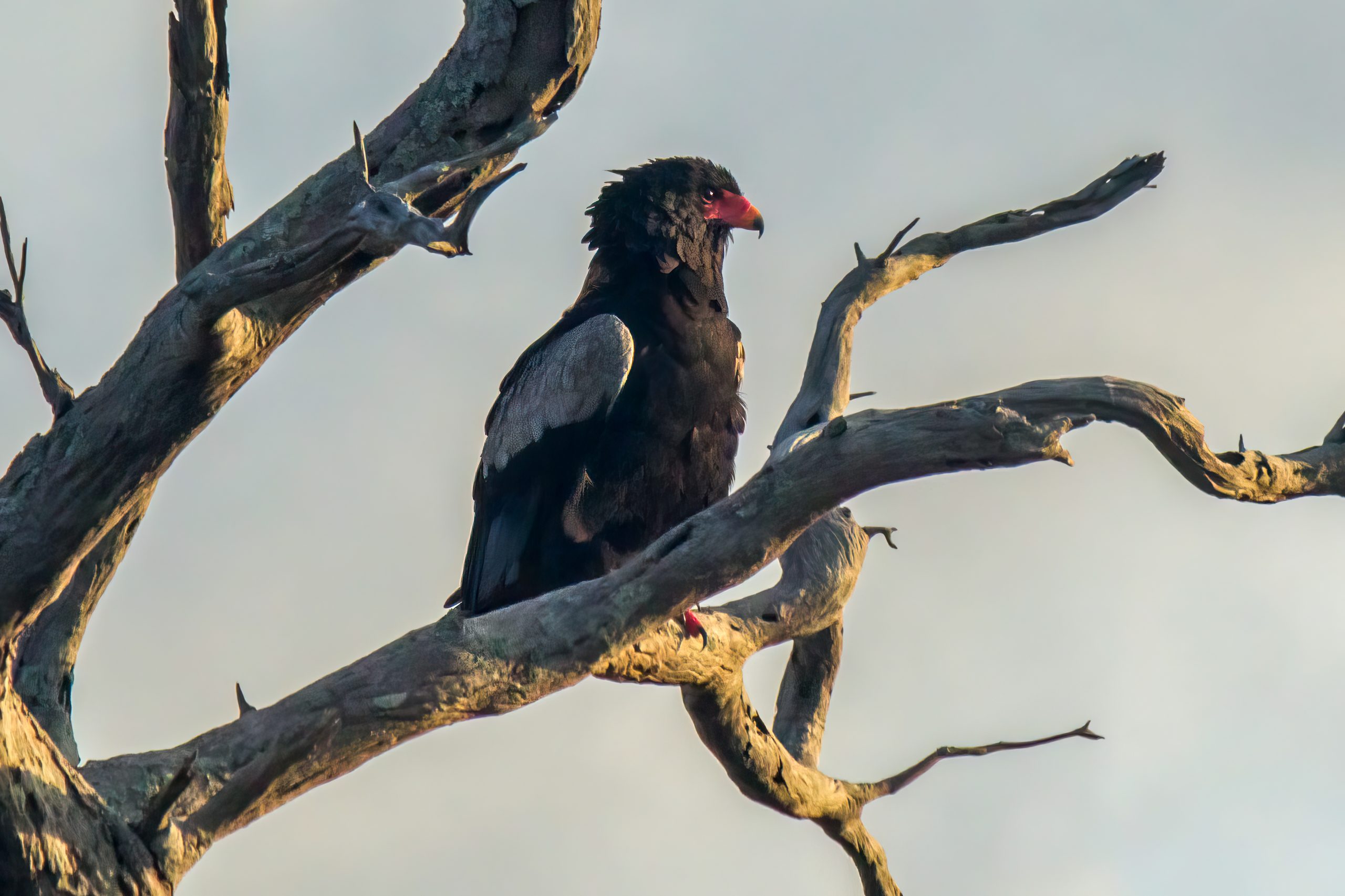 Bateleur (Terathopius ecaudatus) @ Tembe Elephant Park, South Africa. Photo: Håvard Rosenlund