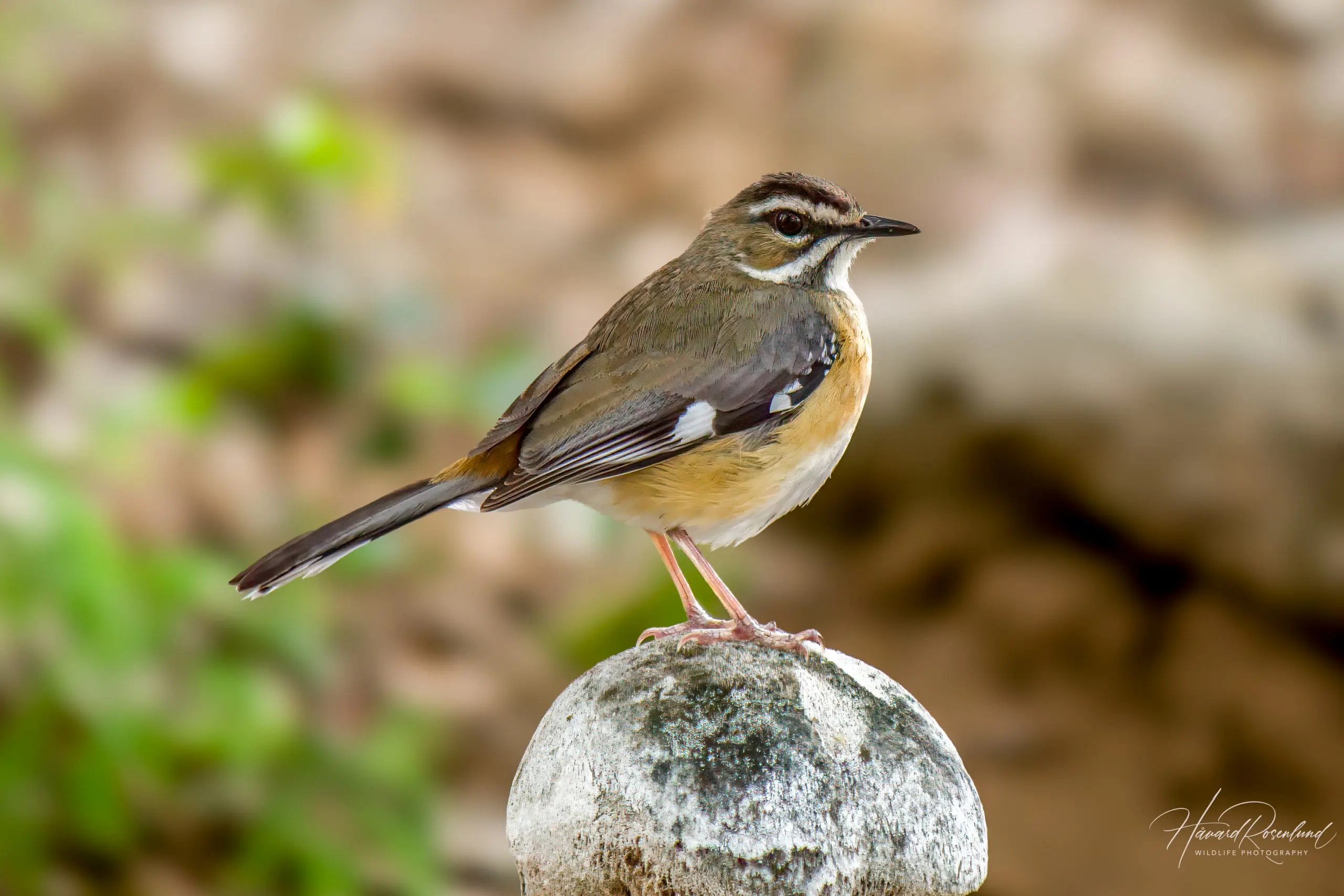 Bearded Scrub-Robin (Cercotrichas quadrivirgata) @ Tembe Elephant Park, South Africa. Photo: Håvard Rosenlund