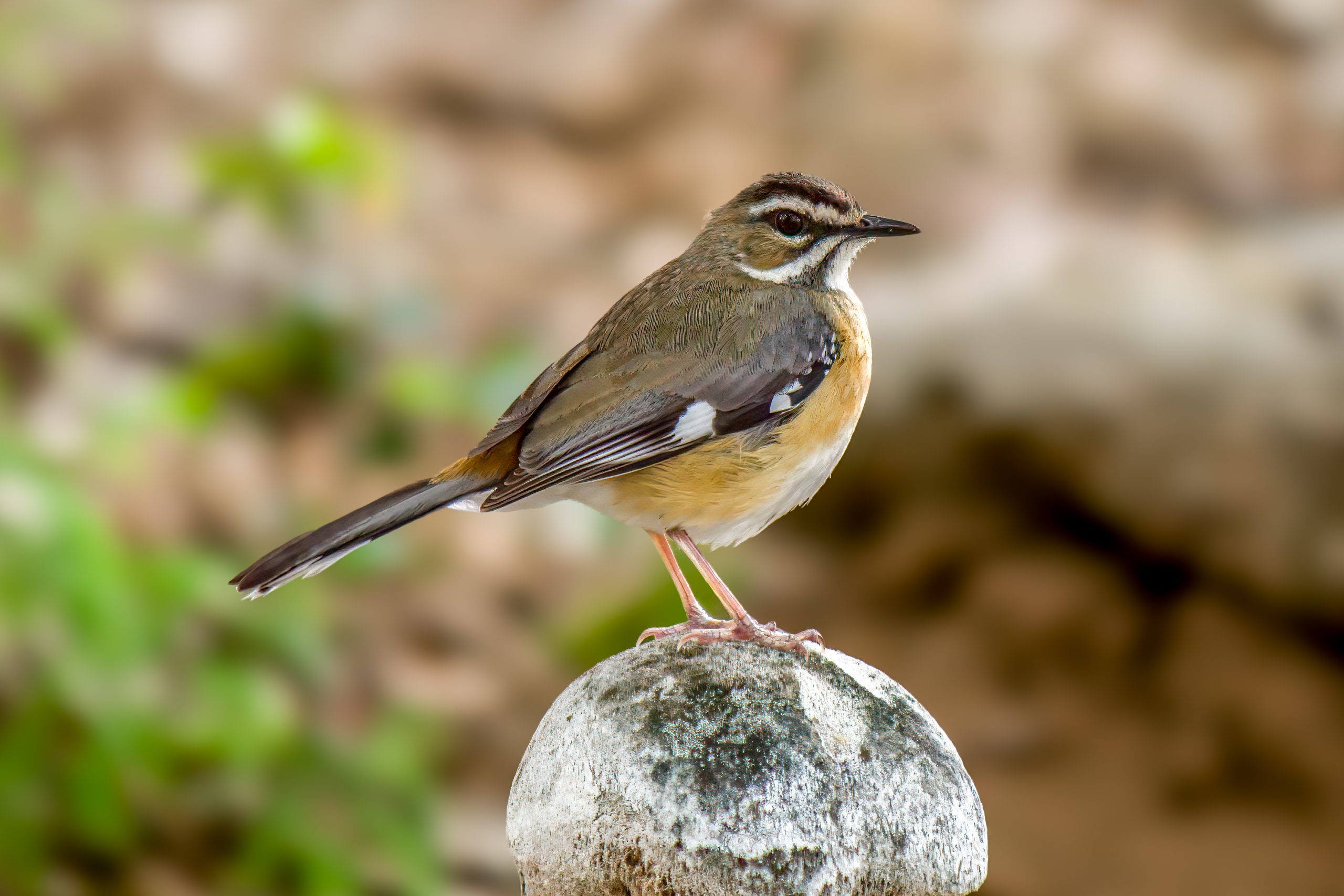 Bearded Scrub-Robin (Cercotrichas quadrivirgata) @ Tembe Elephant Park, South Africa. Photo: Håvard Rosenlund