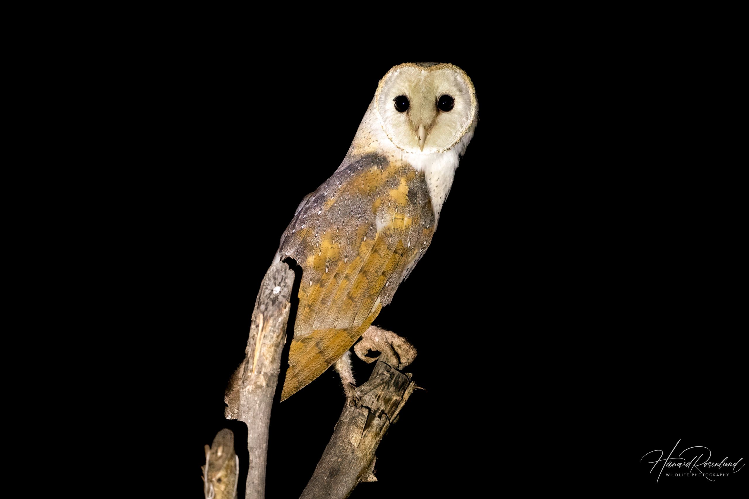 Tårnugle (Tyto alba) @ Pench National Park, India. Foto: Håvard Rosenlund