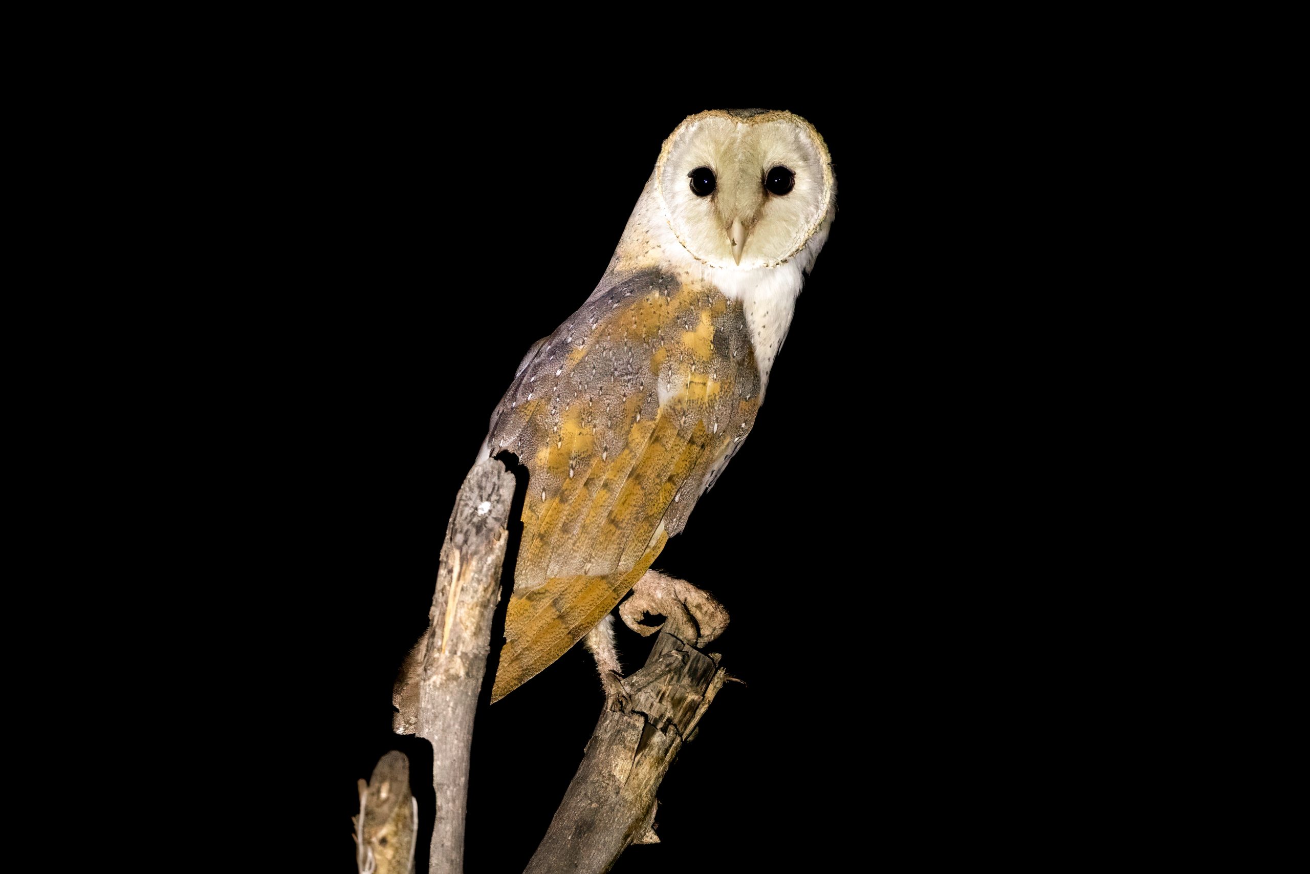 Tårnugle (Tyto alba) @ Pench National Park, India. Foto: Håvard Rosenlund