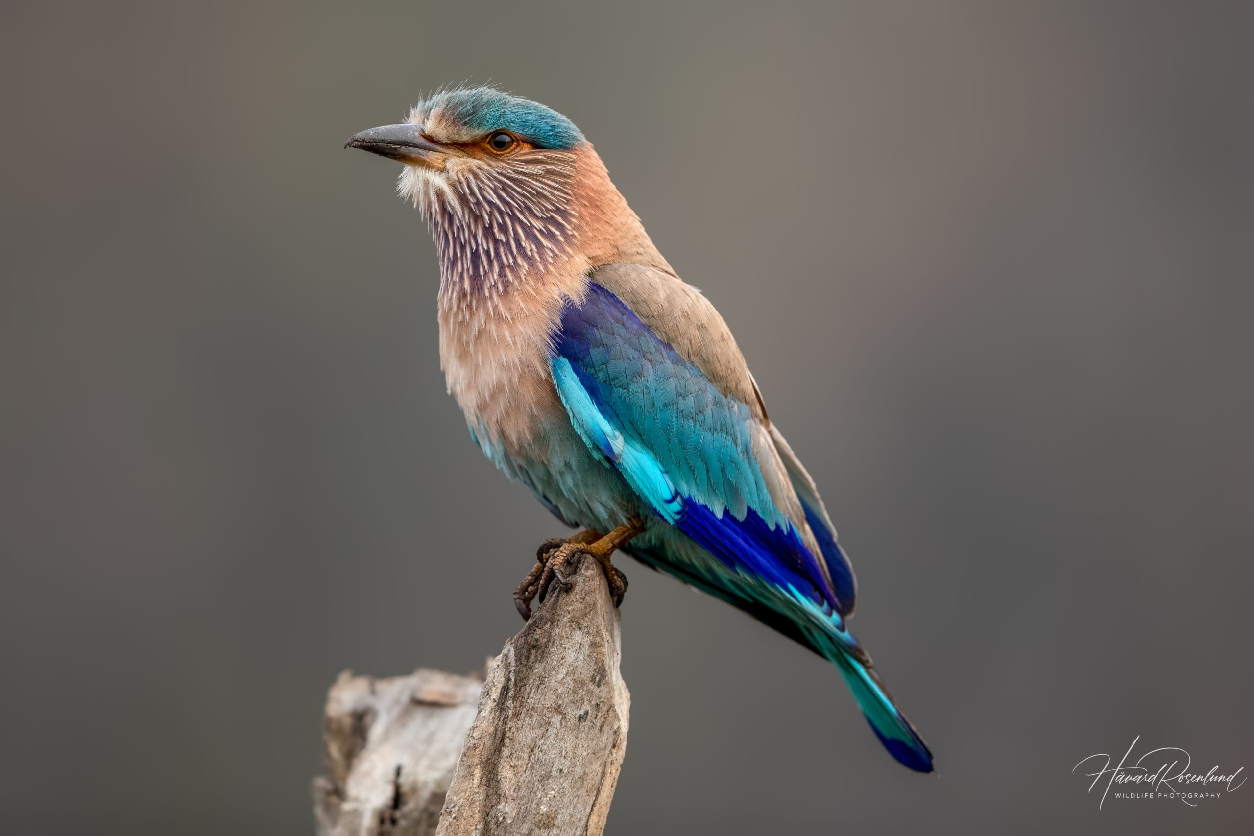 Bengalråke (Coracias benghalensis) @ Pench National Park, India. Foto: Håvard Rosenlund