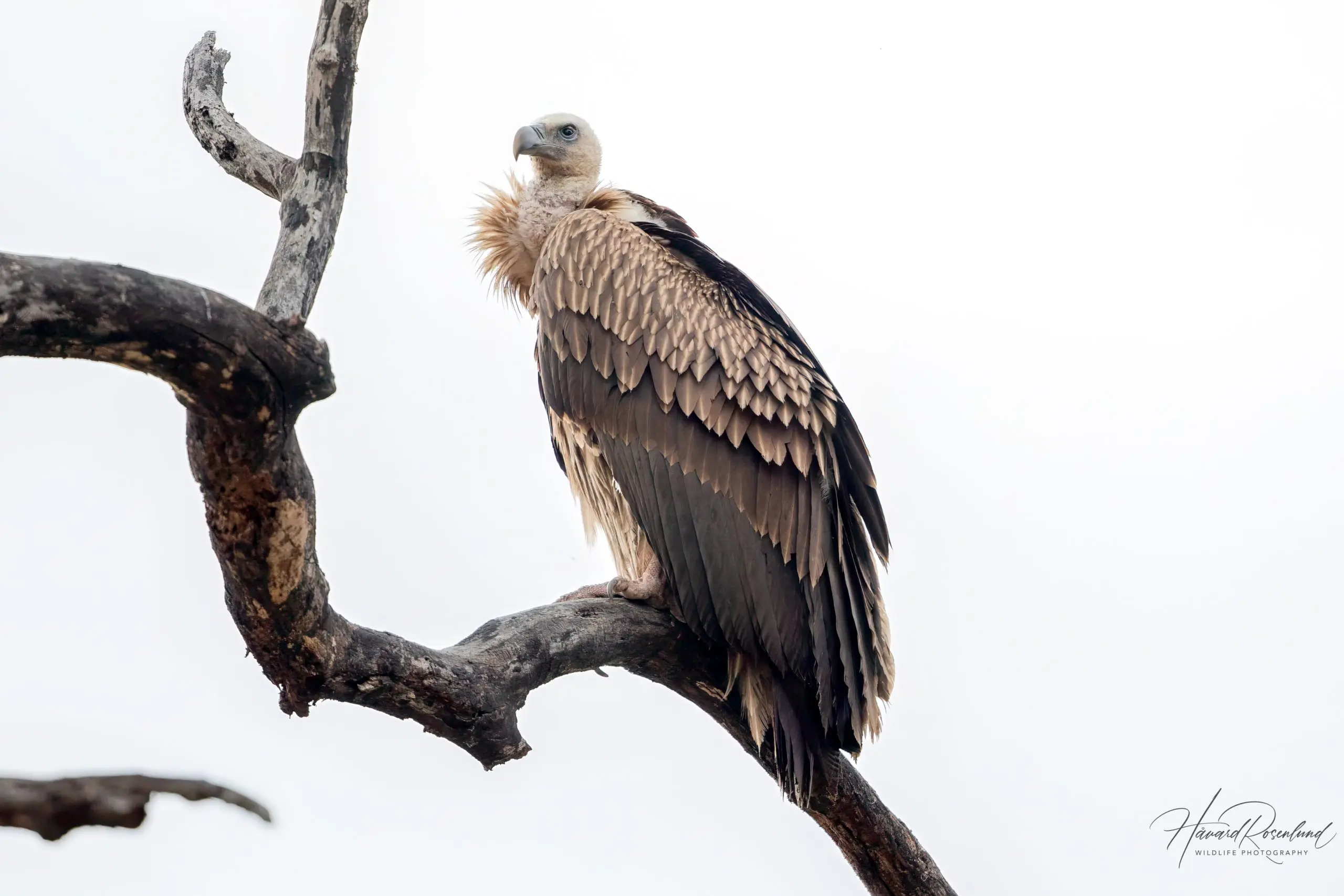 Griffon Vulture (Gyps fulvus) @ Kanha National Park, India. Photo: Håvard Rosenlund