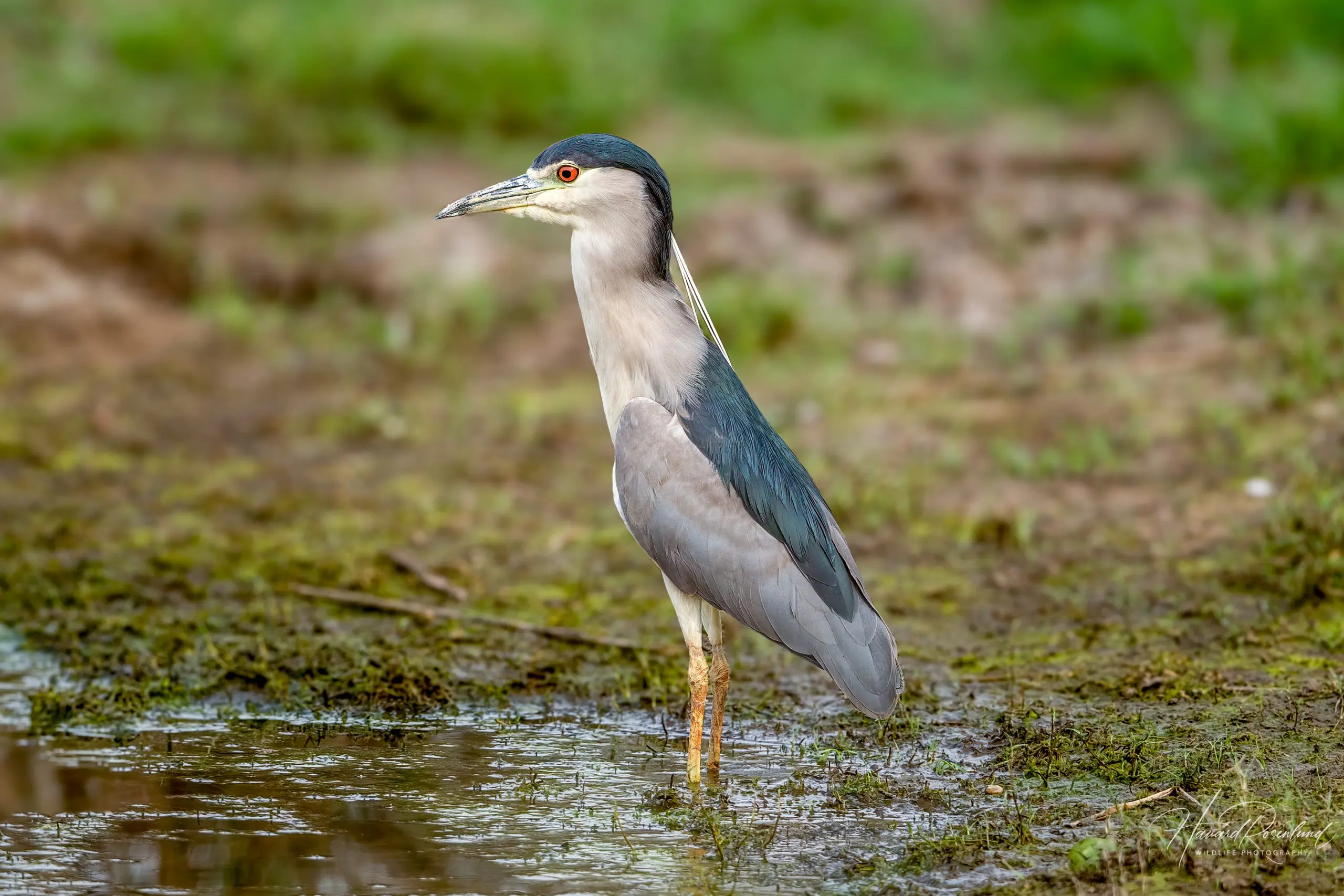 Black-crowned Night Heron (Nycticorax nycticorax) @ Satpura National Park, India. Photo: Håvard Rosenlund