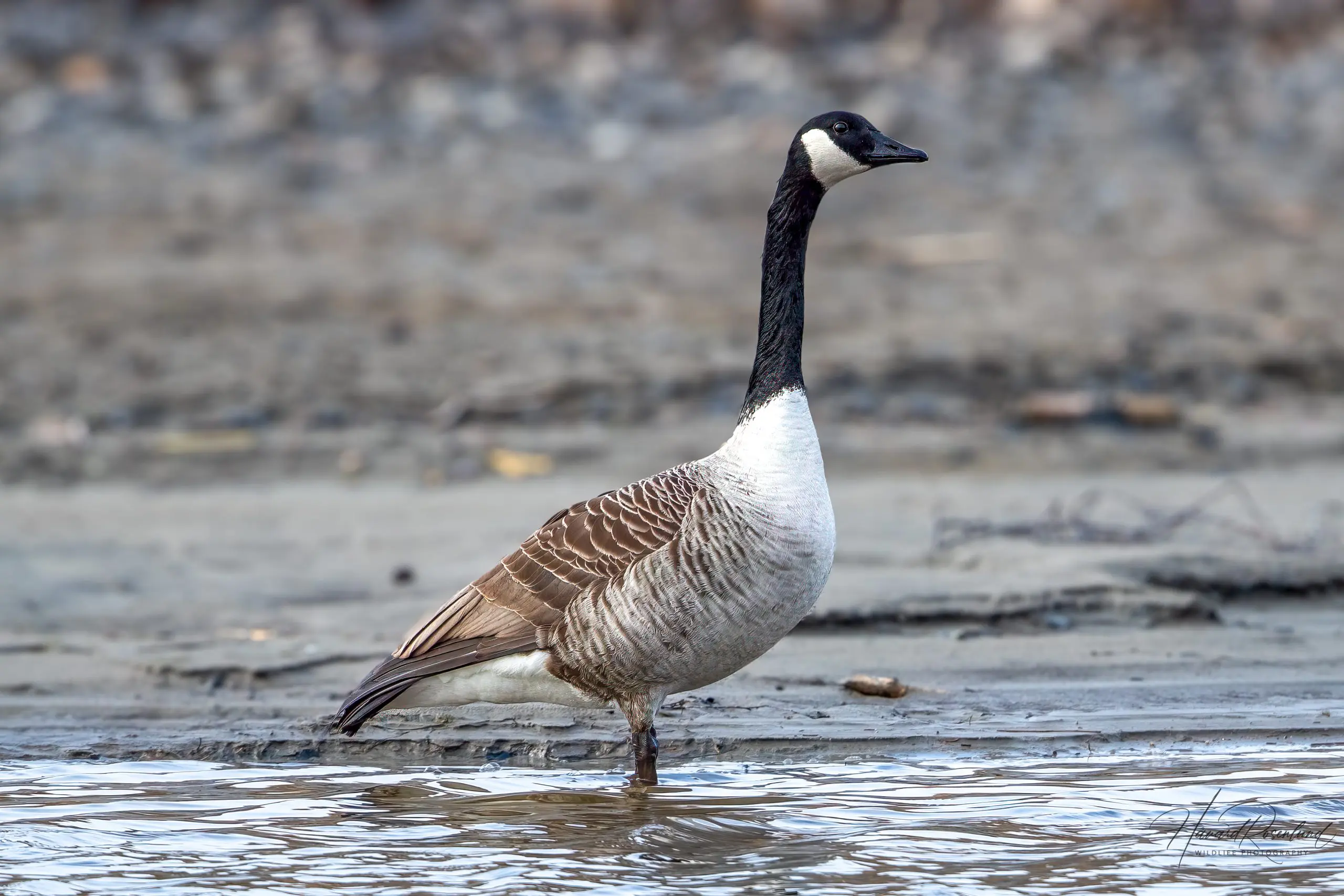 Canada Goose (Branta canadensis) @ Nordre Øyeren Nature Reserve, Norway. Photo: Håvard Rosenlund