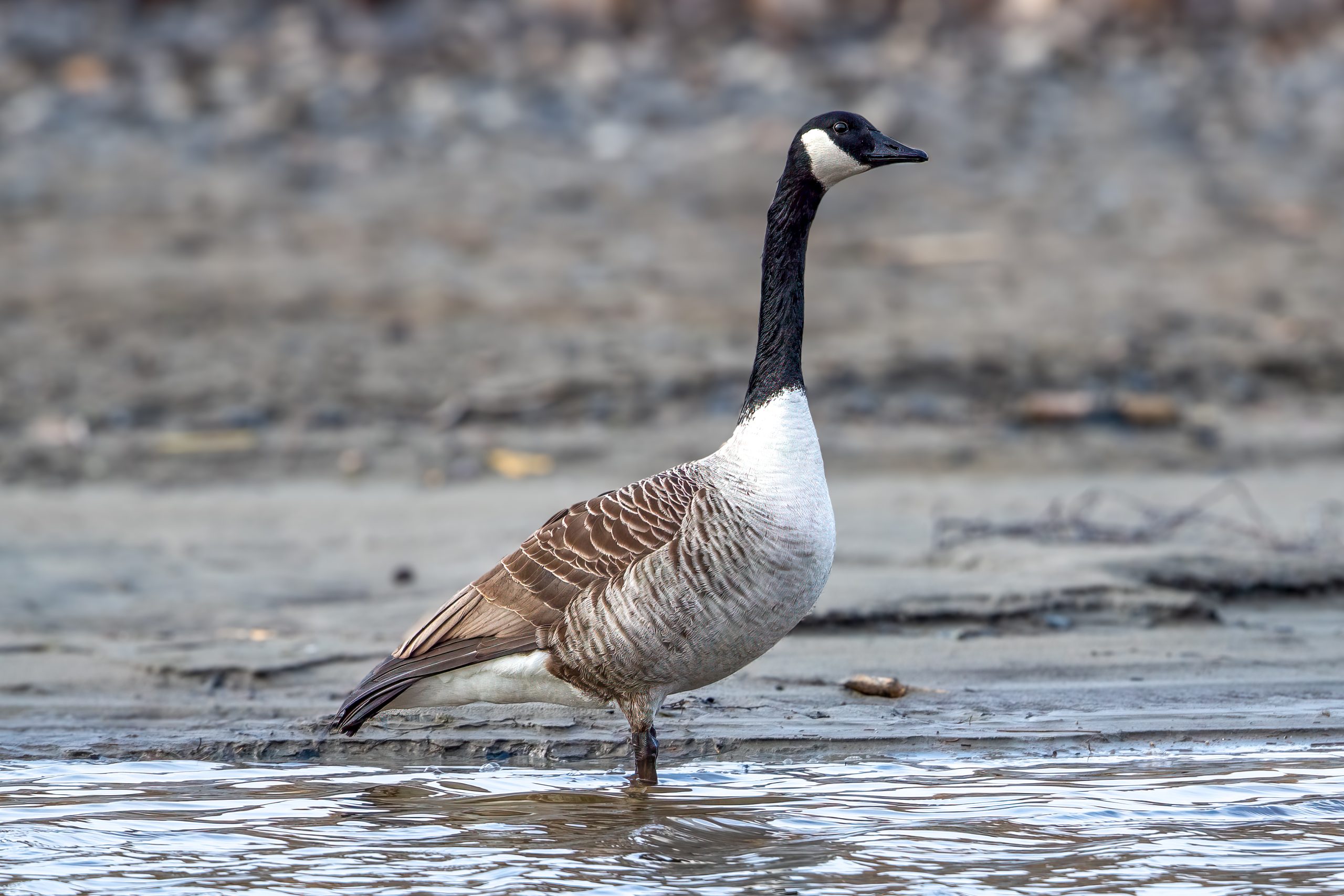 Kanadagås (Branta canadensis) @ Nordre Øyeren Naturreservat. Foto: Håvard Rosenlund