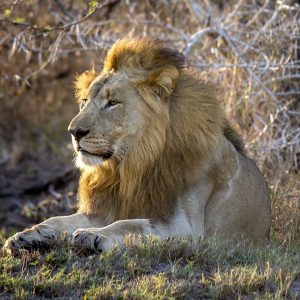 Lion in morning light at Tembe - Fine Art Print