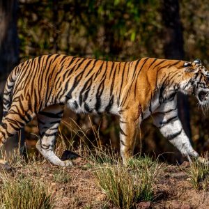 Tiger (Panthera tigris) @ Bandhavgarh National Park, India. Photo: Håvard Rosenlund