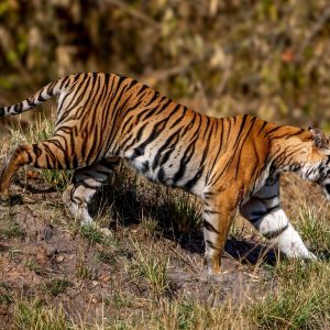 Tiger (Panthera tigris) @ Bandhavgarh National Park, India. Photo: Håvard Rosenlund