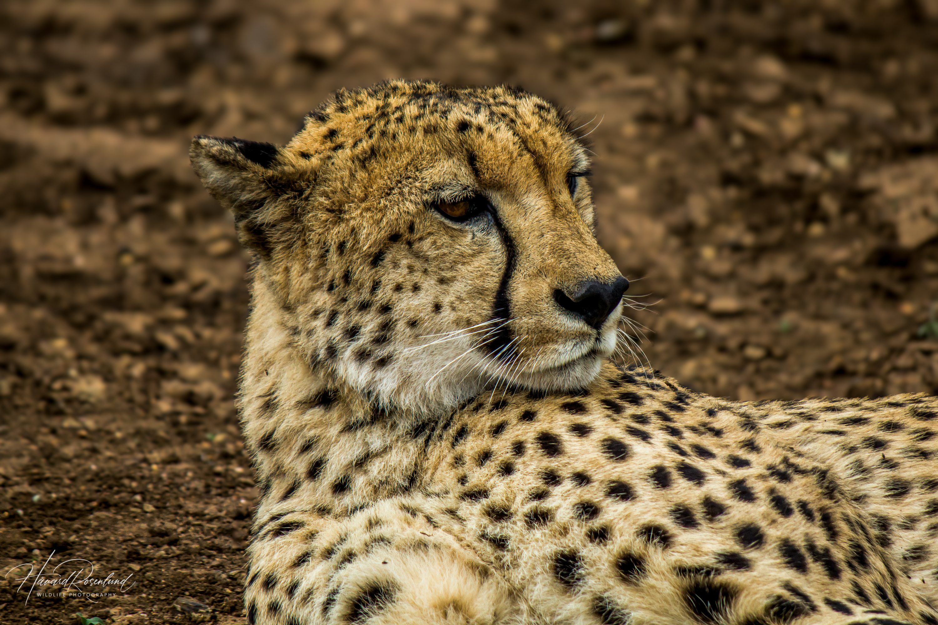 Gepard (Acinonyx jubatus) @ Thanda Private Game Reserve, Sør-Afrika. Foto: Håvard Rosenlund