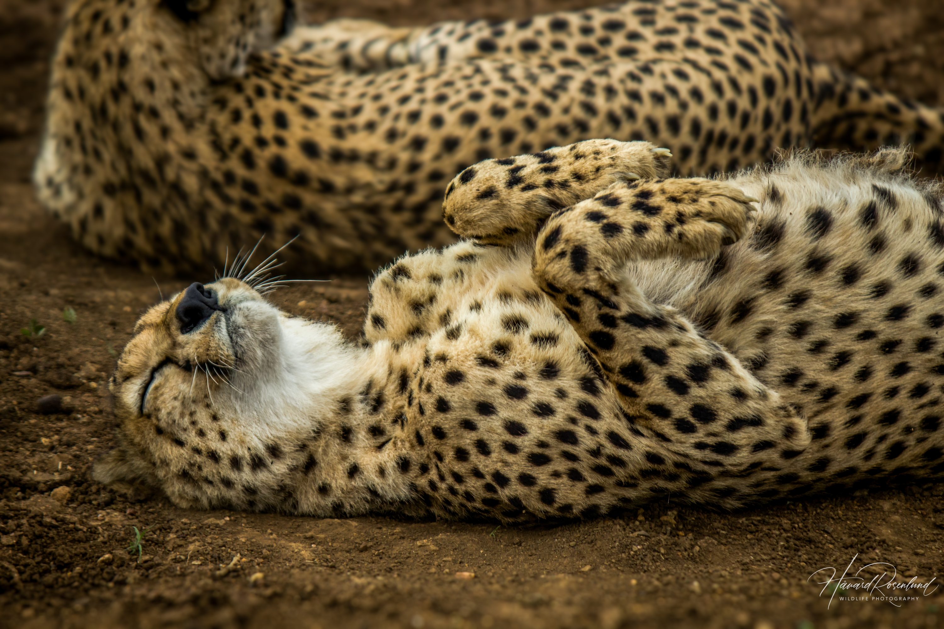 Gepard (Acinonyx jubatus) @ Thanda Private Game Reserve, Sør-Afrika. Foto: Håvard Rosenlund
