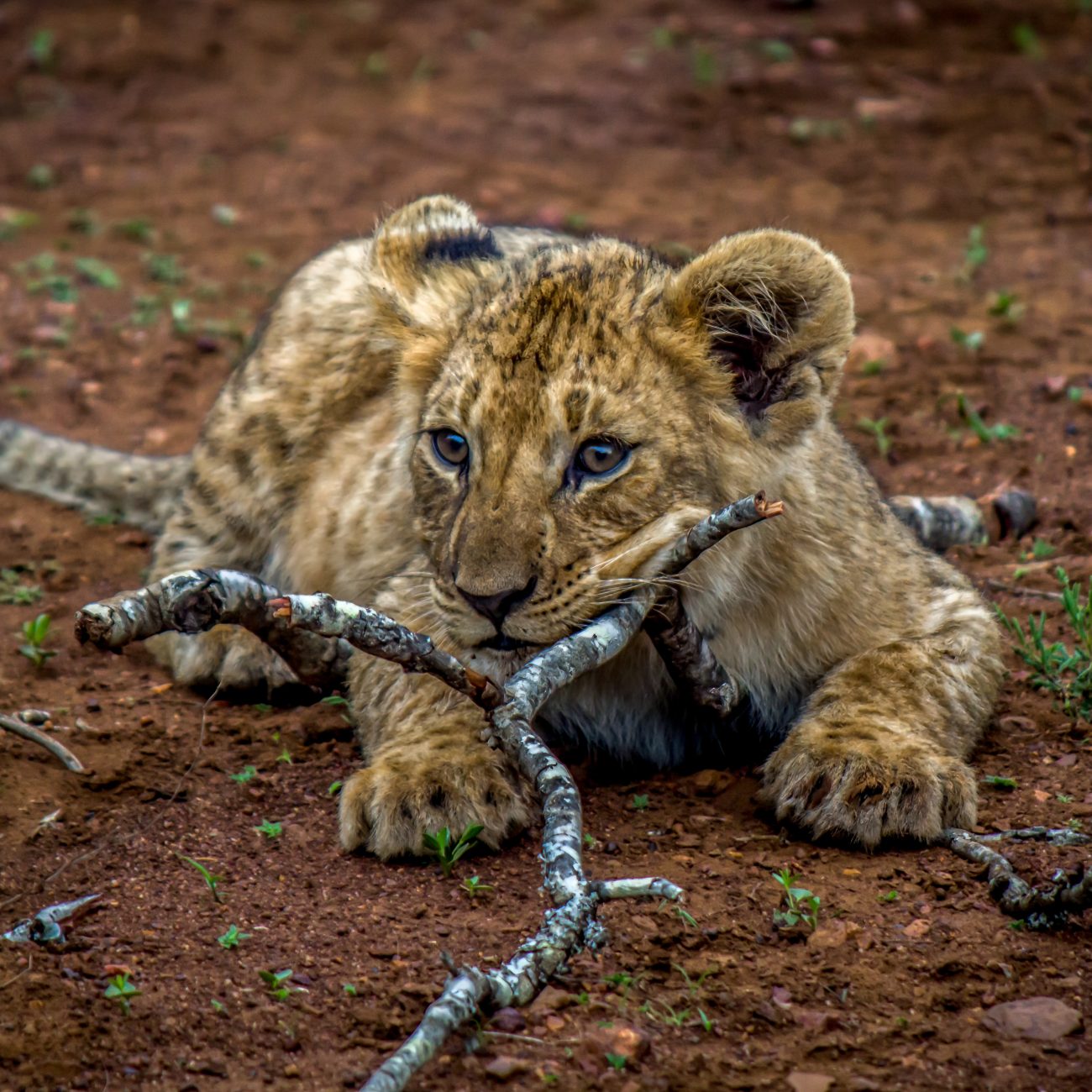 l-ve-panthera-leo-wildlife-vagabond