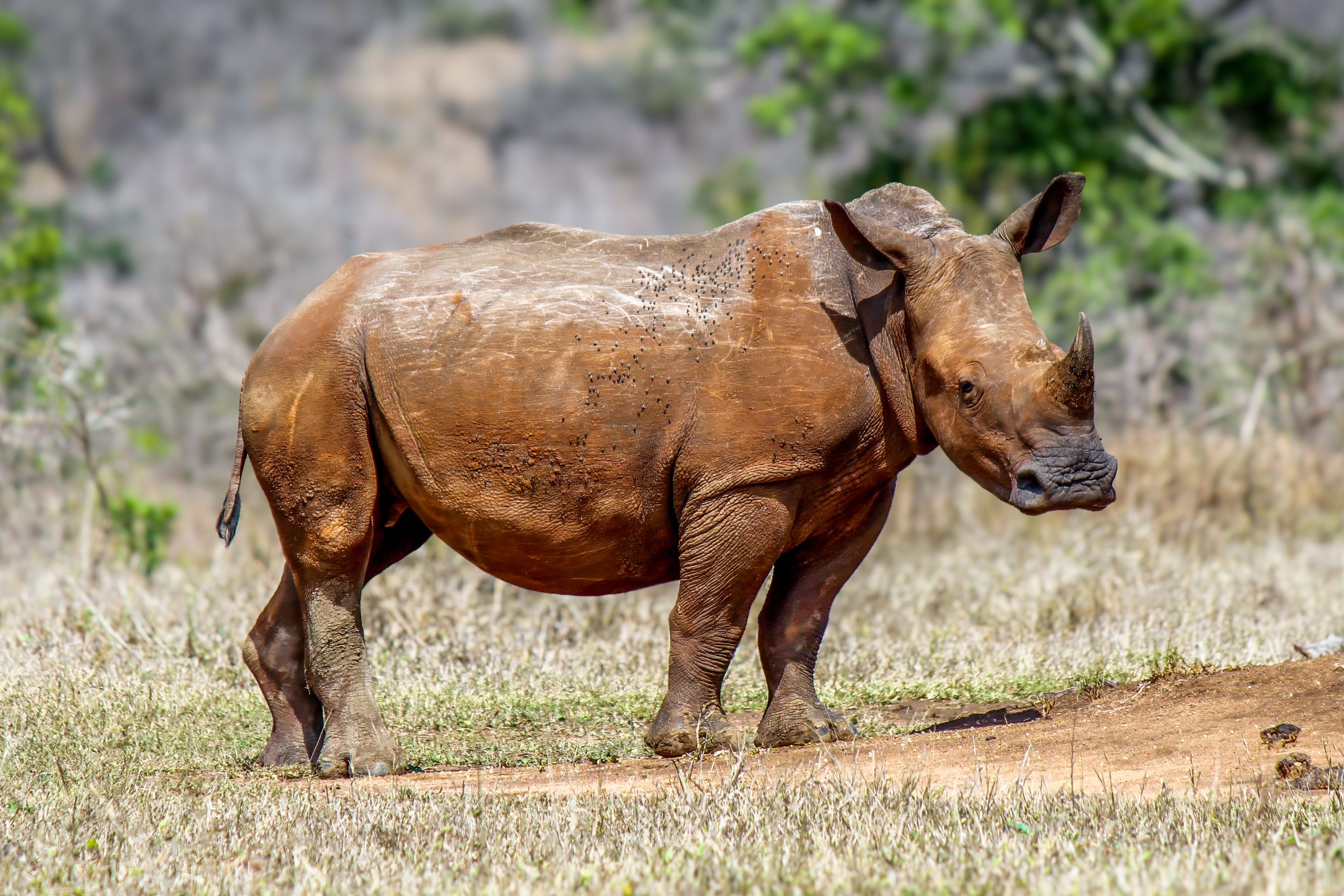 Odd-toed Ungulates