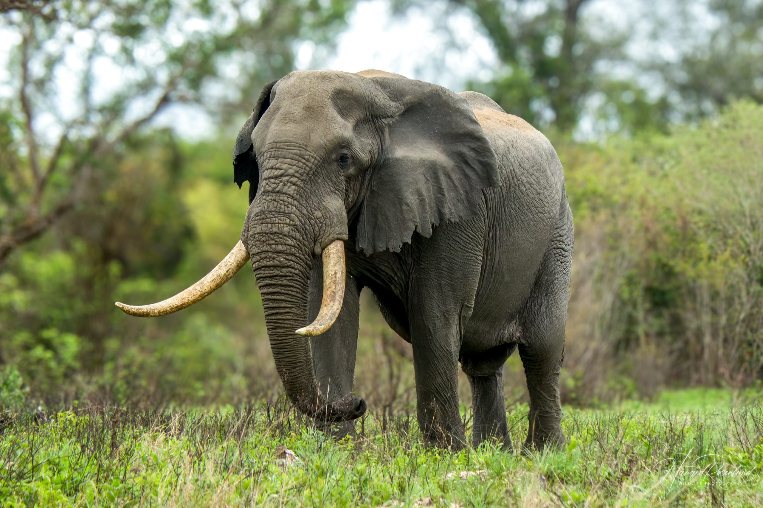 African Bush Elephant (Loxodonta africana) @ Tembe Elephant Park, South Africa. Photo: Håvard Rosenlund