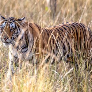 Tiger (Panthera tigris) @ Bandhavgarh National Park, India. Photo: Håvard Rosenlund