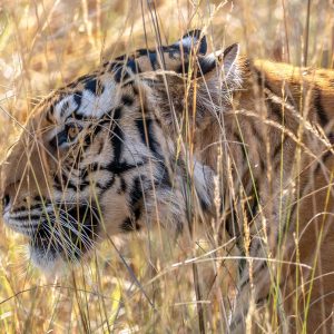 Tiger (Panthera tigris) @ Bandhavgarh National Park, India. Photo: Håvard Rosenlund