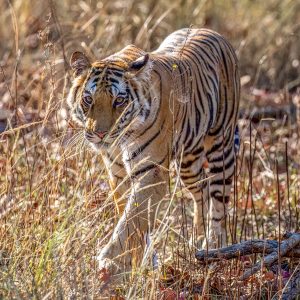 Tiger (Panthera tigris) @ Bandhavgarh National Park, India. Photo: Håvard Rosenlund