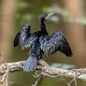 Little Cormorant (Microcarbo niger) @ Kanha National Park, India. Photo: Håvard Rosenlund