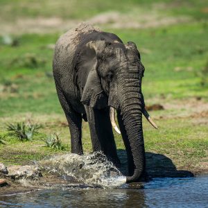 African Bush Elephant splashing water at Tembe - Fine Art Print