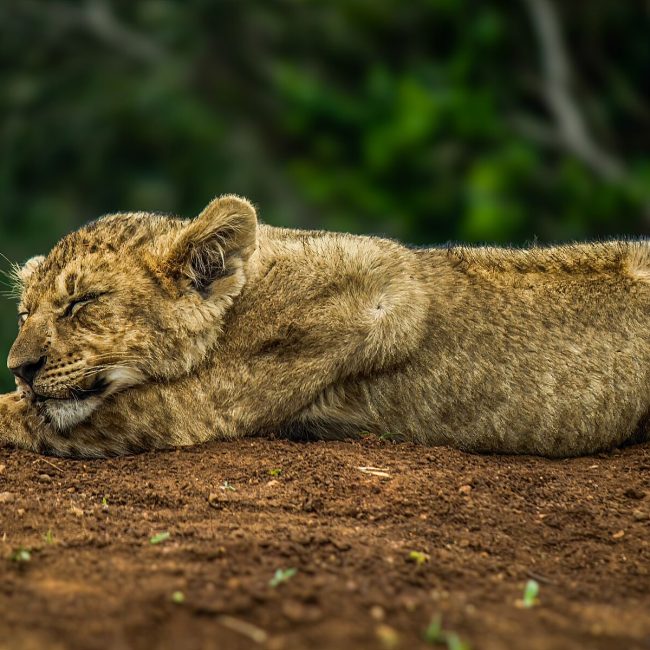 l-ve-panthera-leo-wildlife-vagabond
