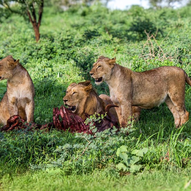 l-ve-panthera-leo-wildlife-vagabond