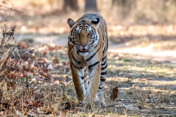 Tiger på vandring med et intenst blikk - Fototrykk