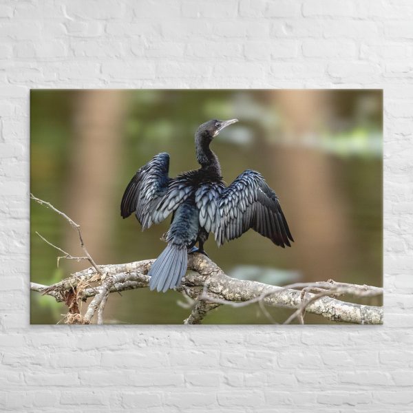 Little Cormorant Drying Its Wings - Canvas