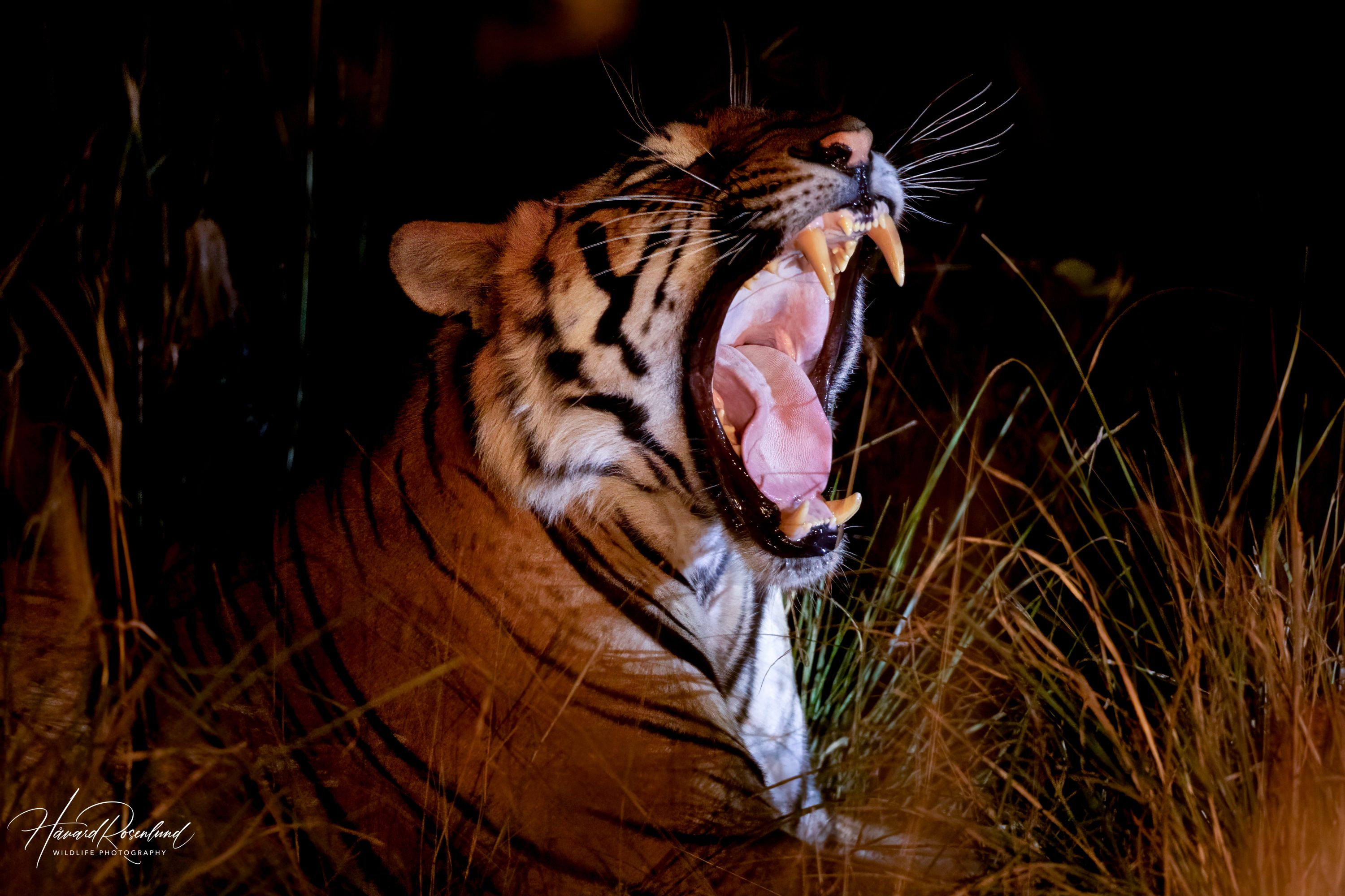 Tiger (Panthera tigris) @ Satpura National Park, India. Foto: Håvard Rosenlund