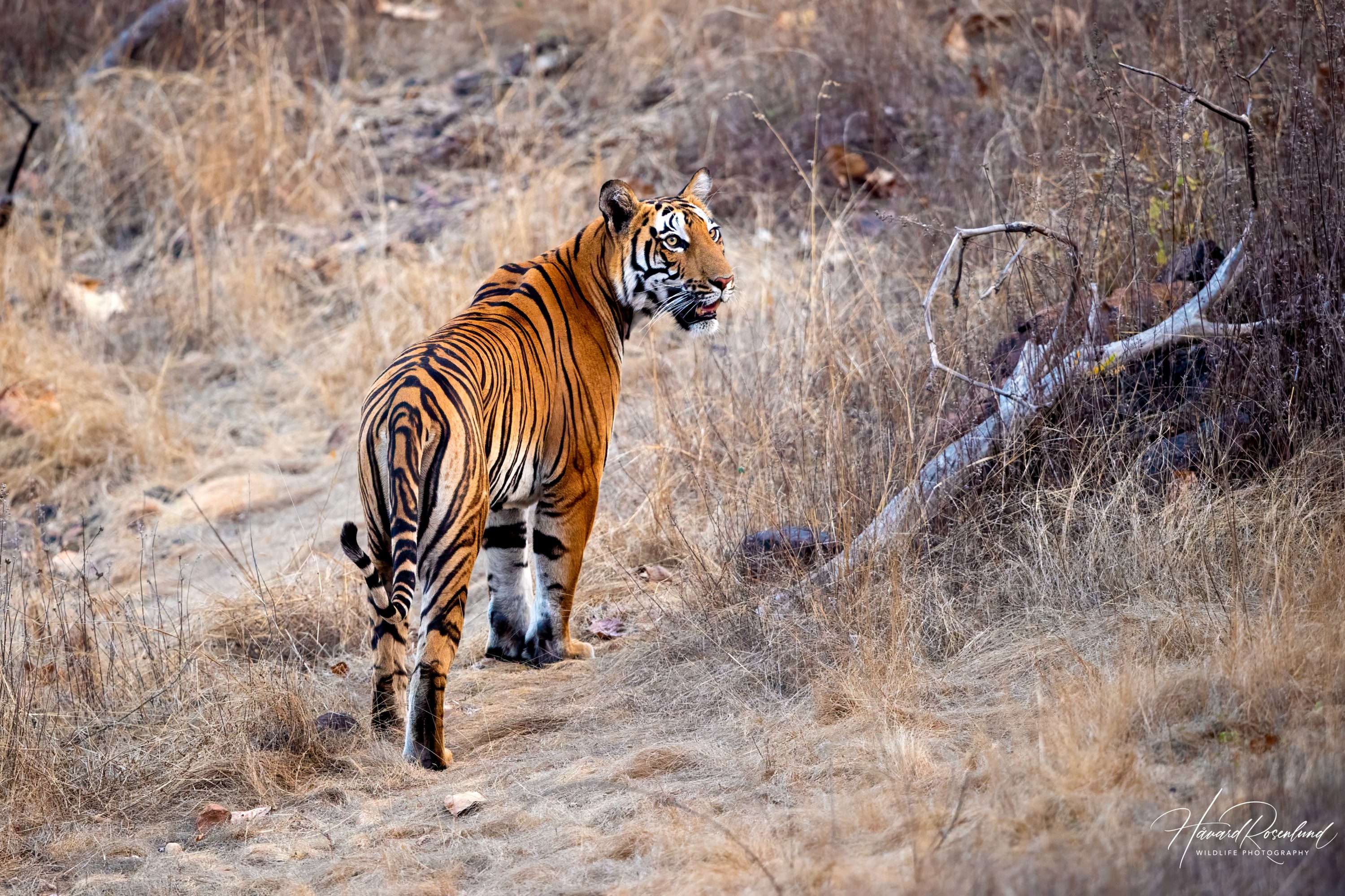 Tiger (Panthera tigris) @ Satpura National Park, India. Foto: Håvard Rosenlund