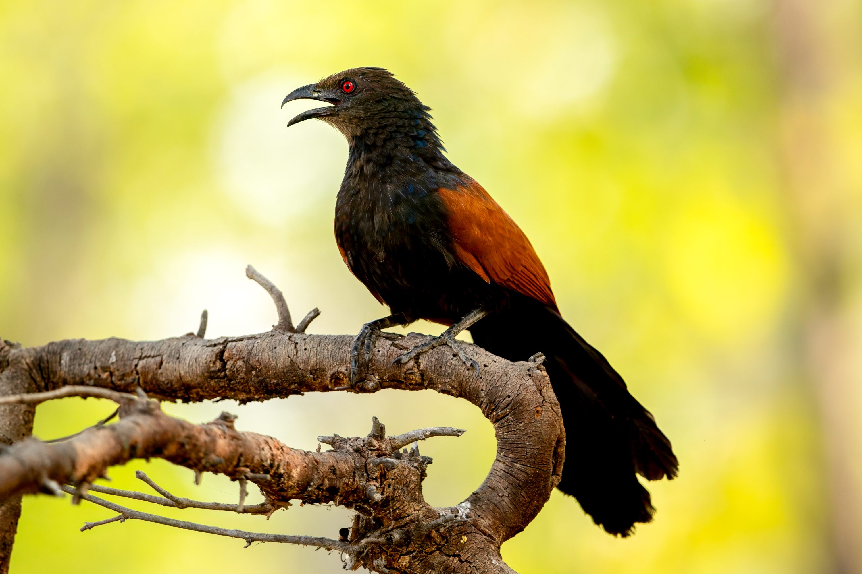 Greater Coucal (Centropus sinensis) @ Bandhavgarh National Park, India. Photo: Håvard Rosenlund