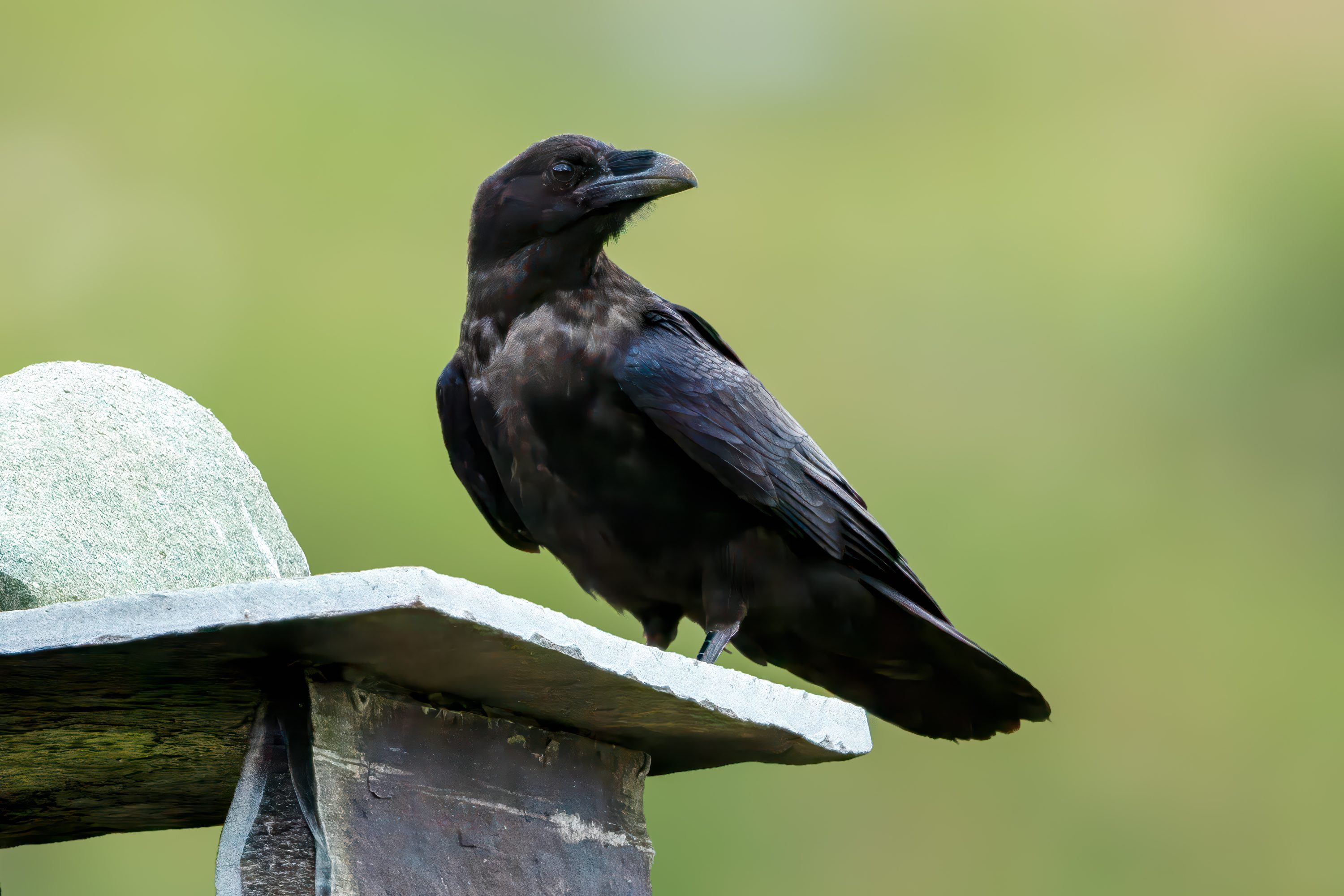 Common Raven (Corvus corax) @ Valdres, Norway. Photo: Håvard Rosenlund