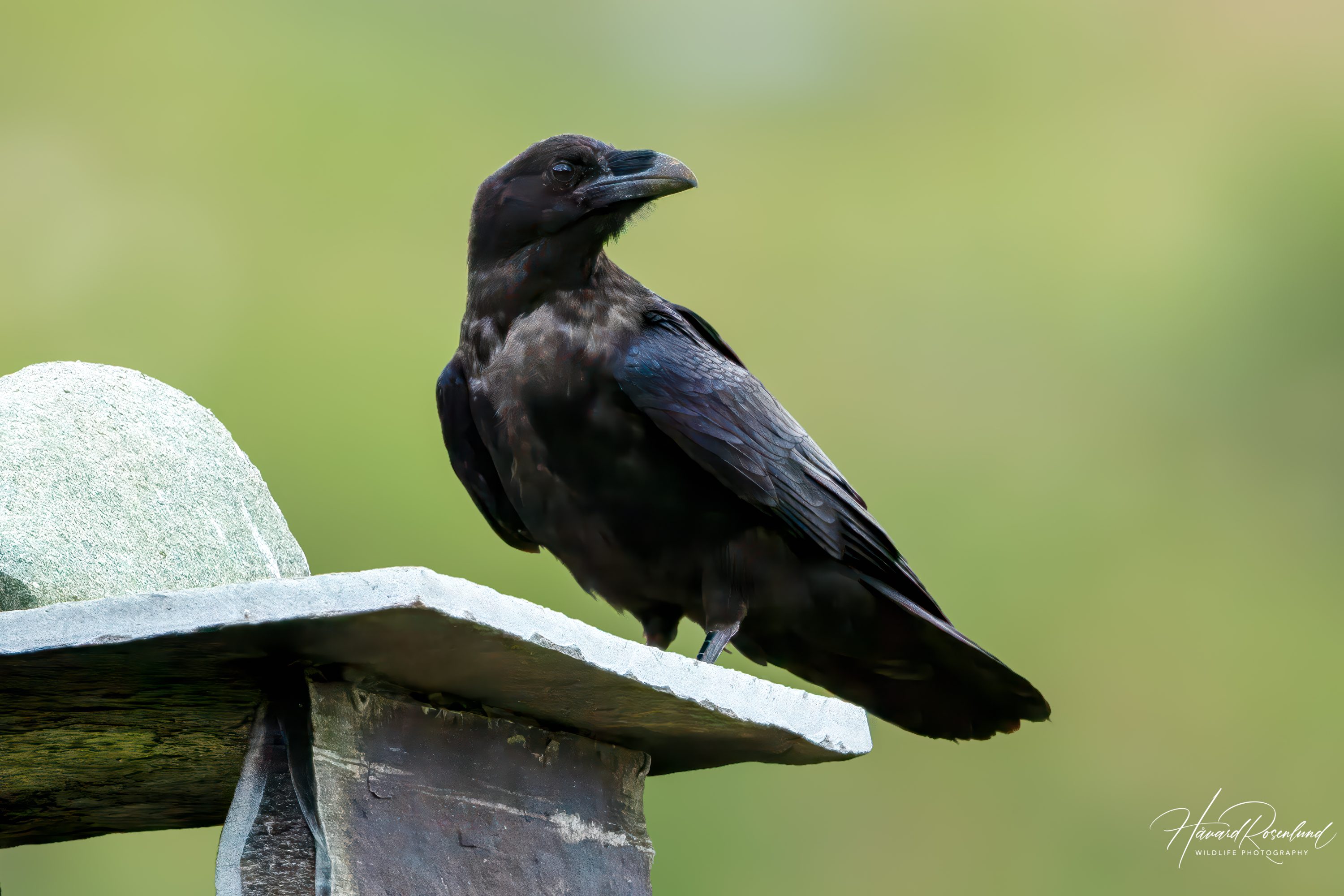 Common Raven (Corvus corax) @ Valdres, Norway. Photo: Håvard Rosenlund