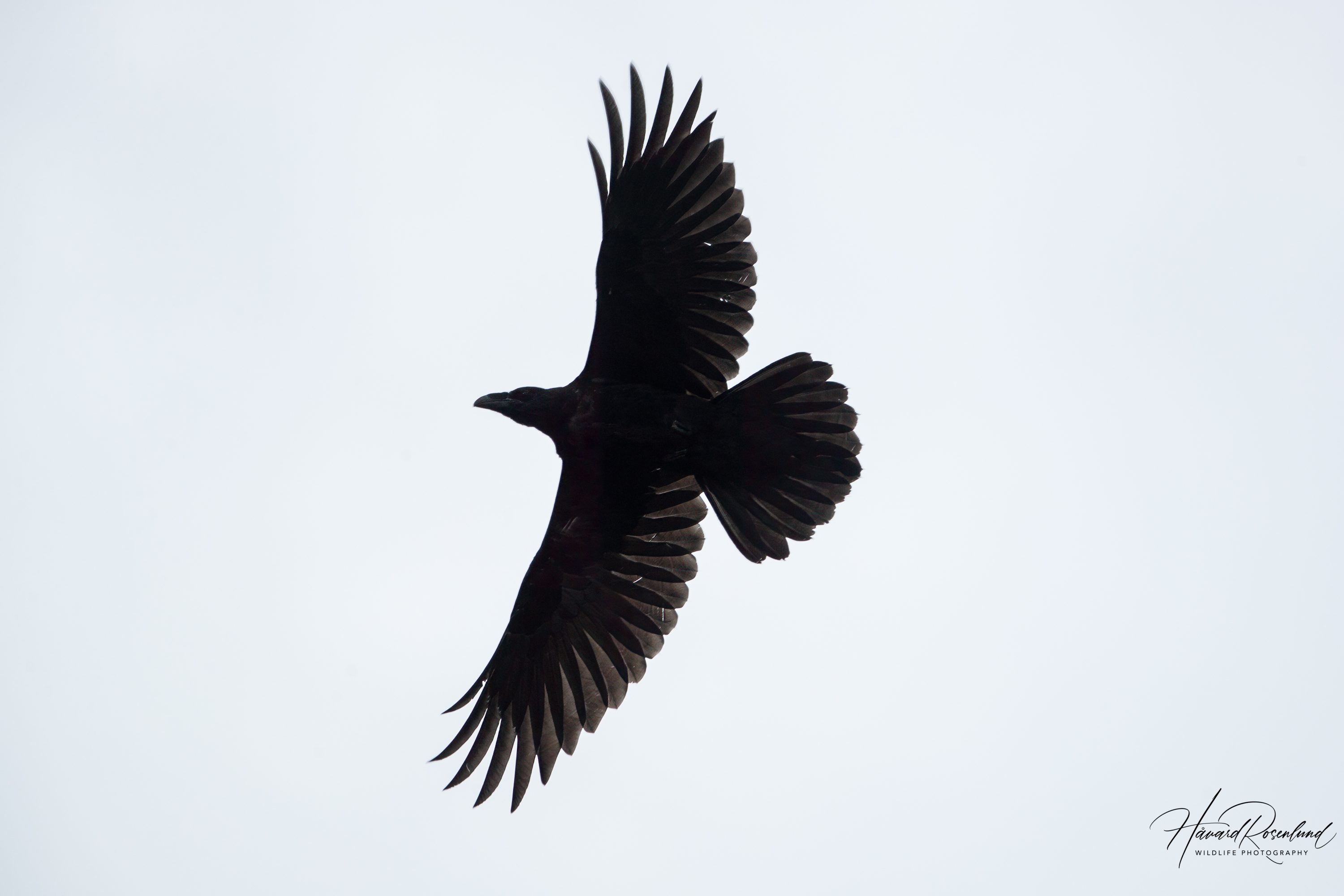 Common Raven (Corvus corax) @ Valdres, Norway. Photo: Håvard Rosenlund