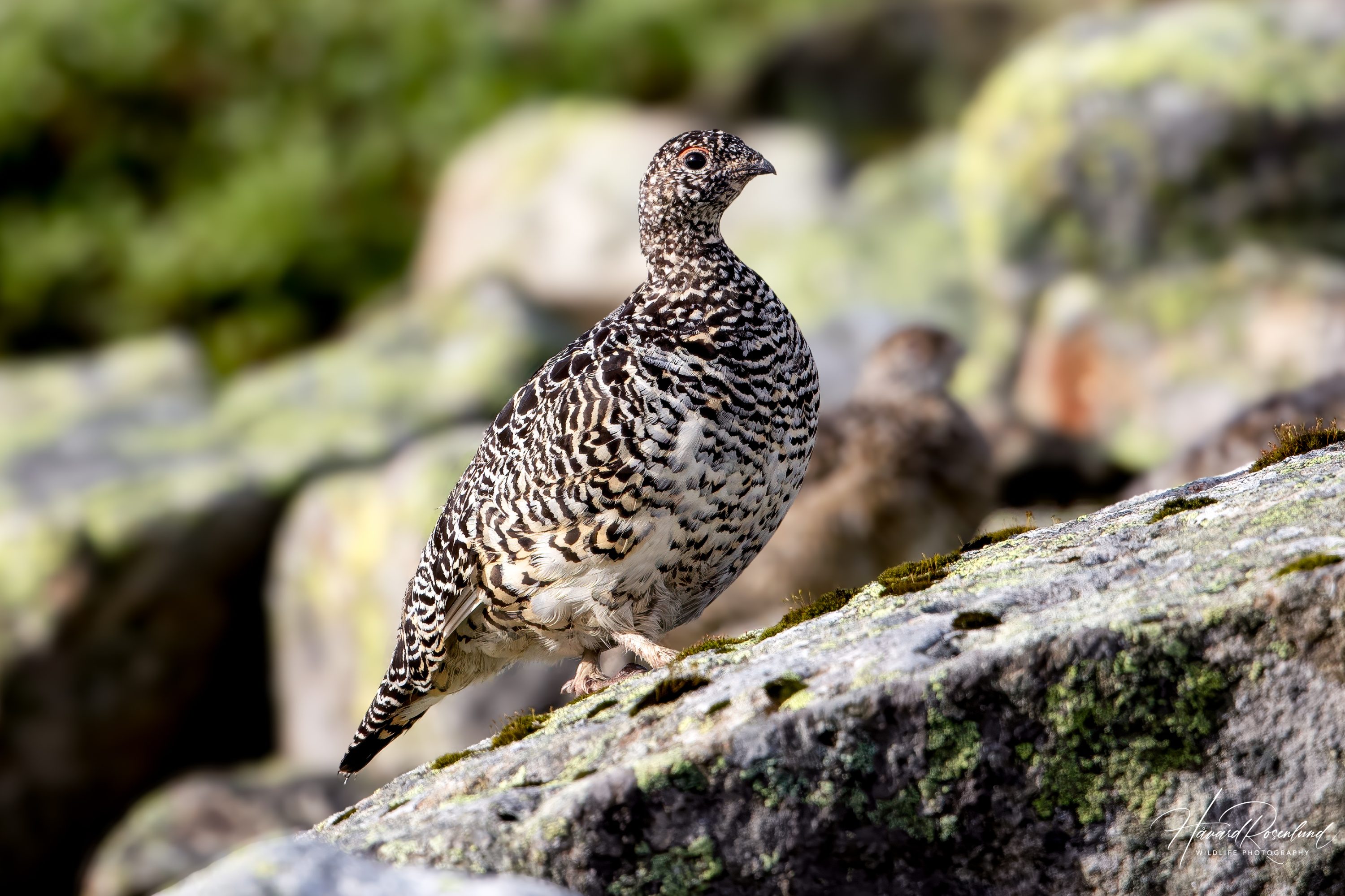 Rock Ptarmigan (Lagopus muta) @ Finse, Norway. Photo: Håvard Rosenlund