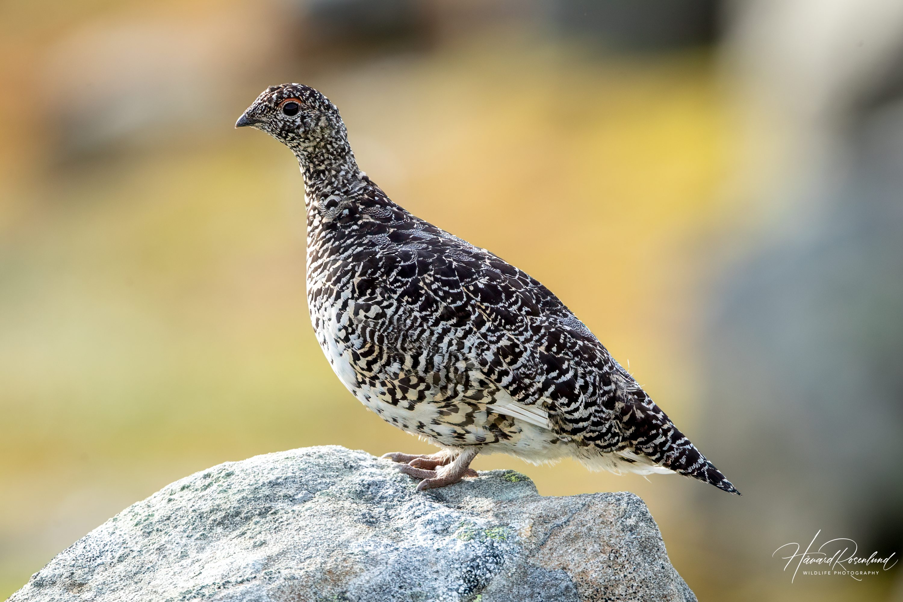 Rock Ptarmigan (Lagopus muta) @ Finse, Norway. Photo: Håvard Rosenlund