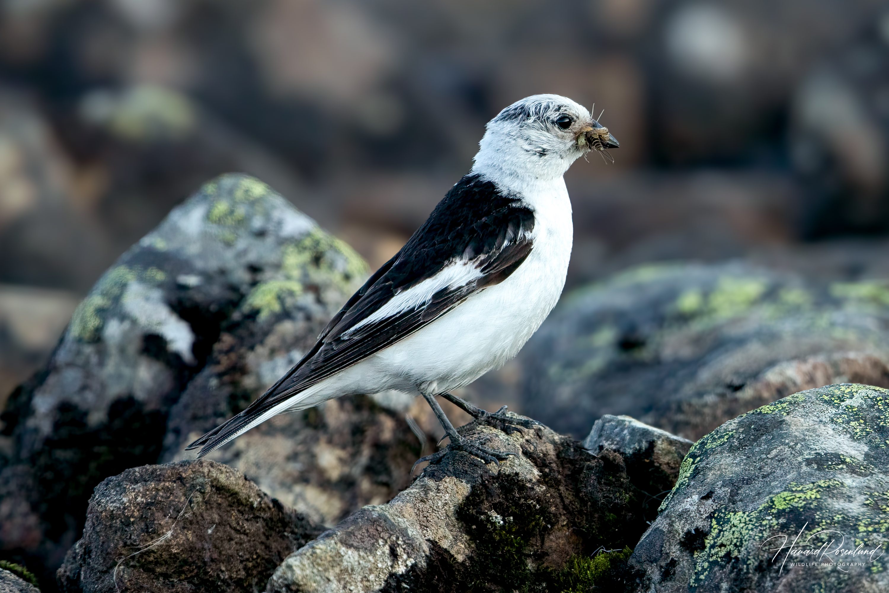 Snow Bunting (Plectrophenax nivalis) @ Jotunheimen, Norway. Photo: Håvard Rosenlund