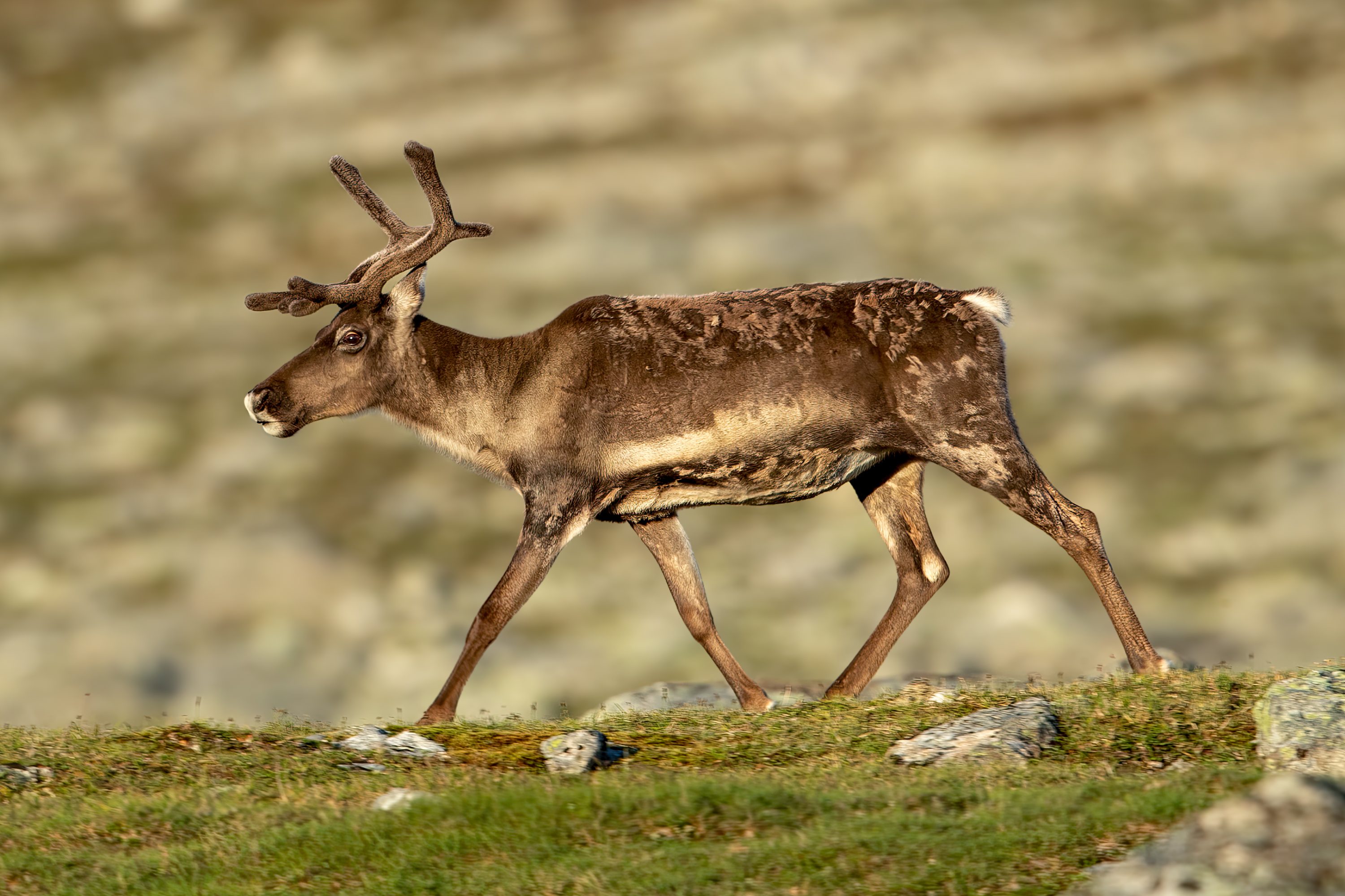 Reindeer (Rangifer tarandus) @ Jotunheimen, Norway. Photo: Håvard Rosenlund
