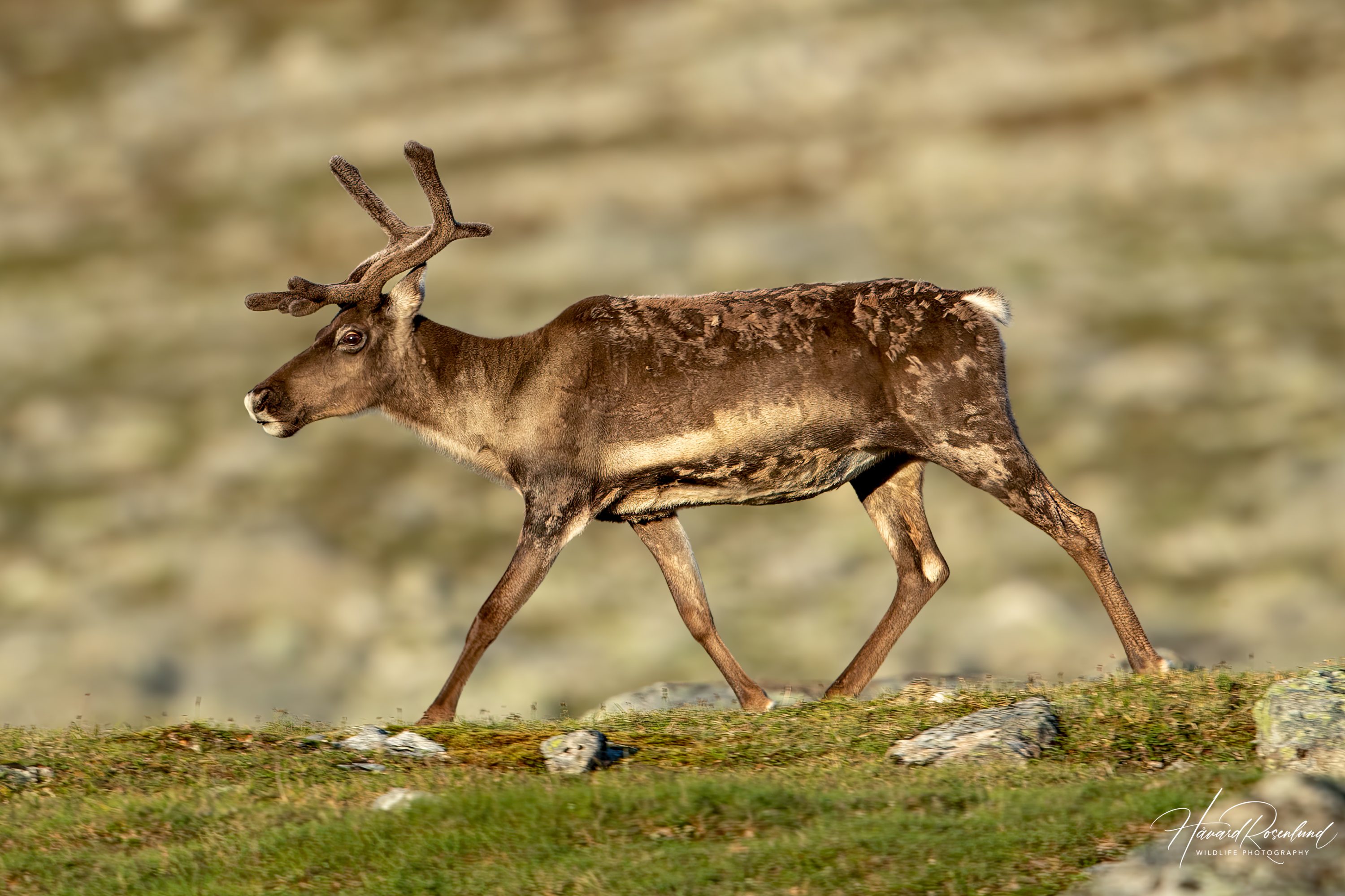 Reindeer (Rangifer tarandus) @ Jotunheimen, Norway. Photo: Håvard Rosenlund