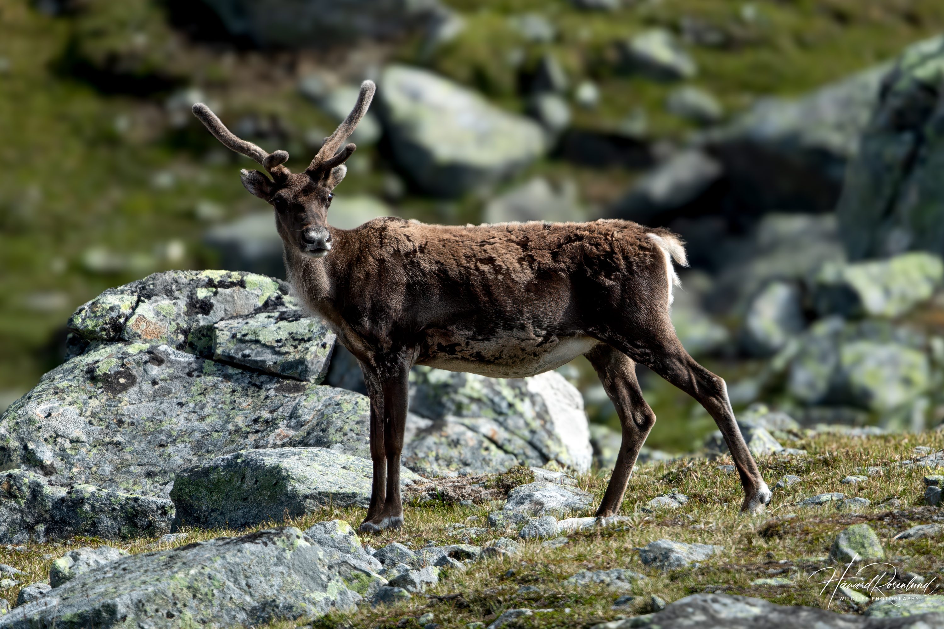 Reindeer (Rangifer tarandus) @ Jotunheimen, Norway. Photo: Håvard Rosenlund