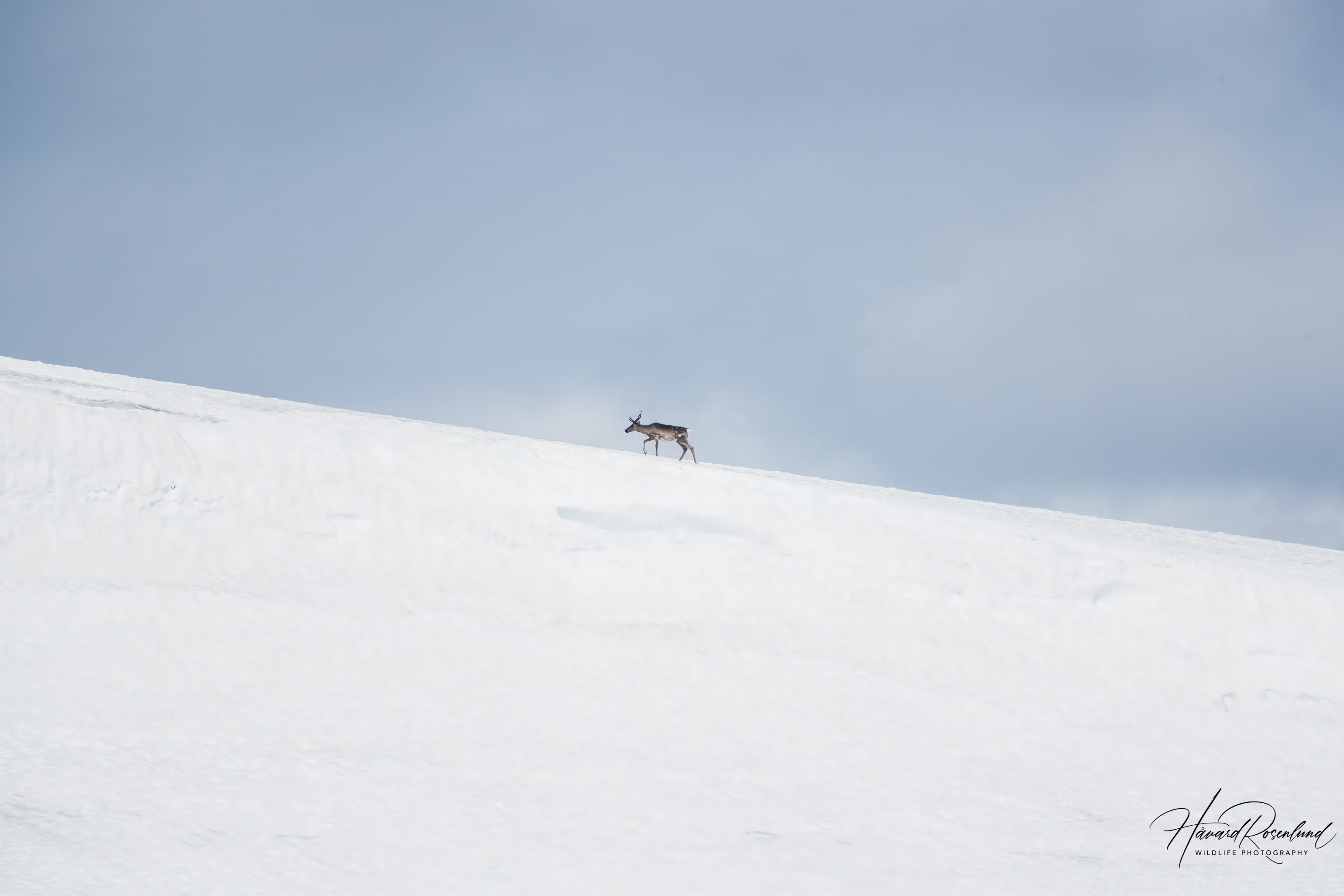 Reindeer (Rangifer tarandus) @ Jotunheimen, Norway. Photo: Håvard Rosenlund