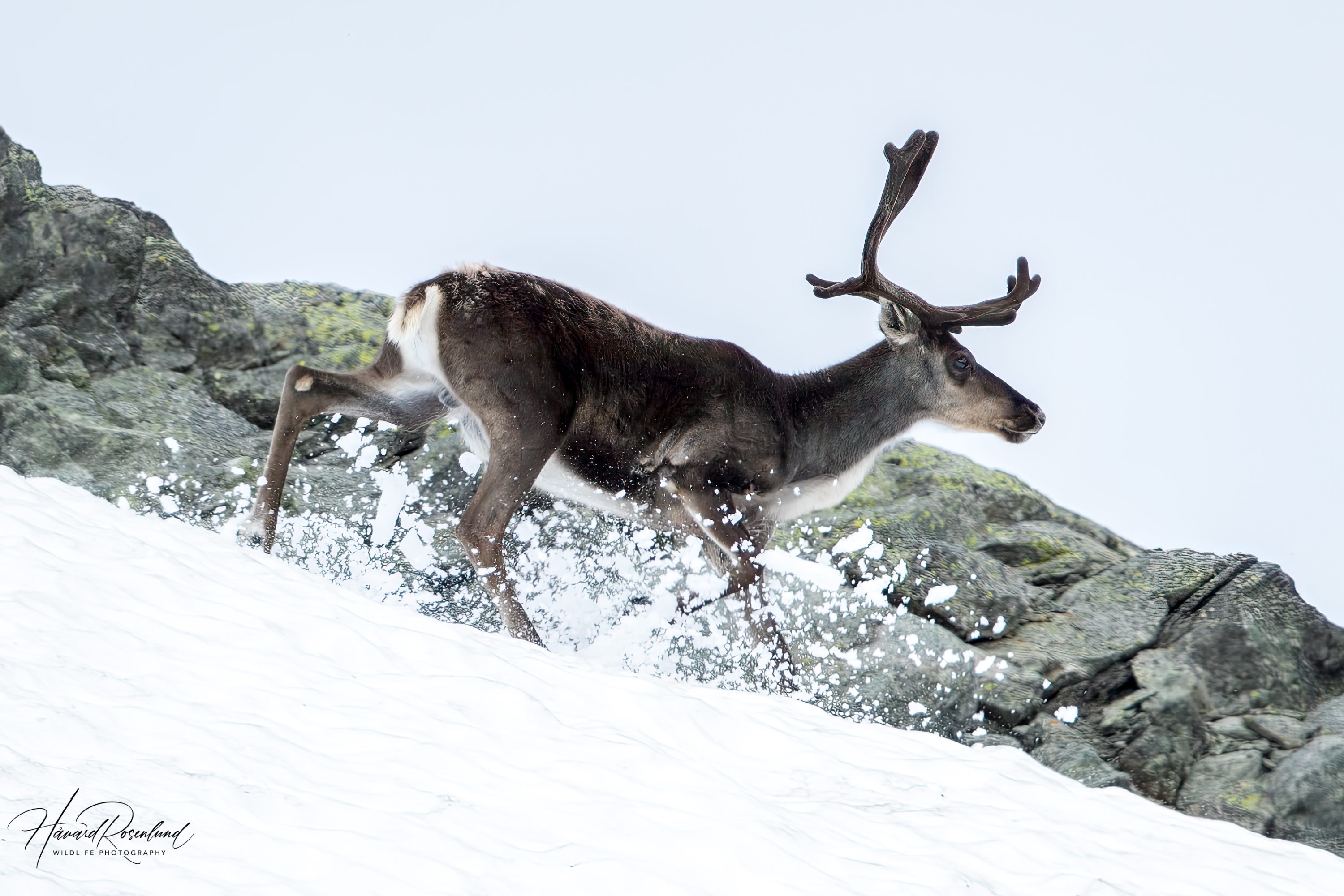 Reindeer (Rangifer tarandus) @ Jotunheimen, Norway. Photo: Håvard Rosenlund