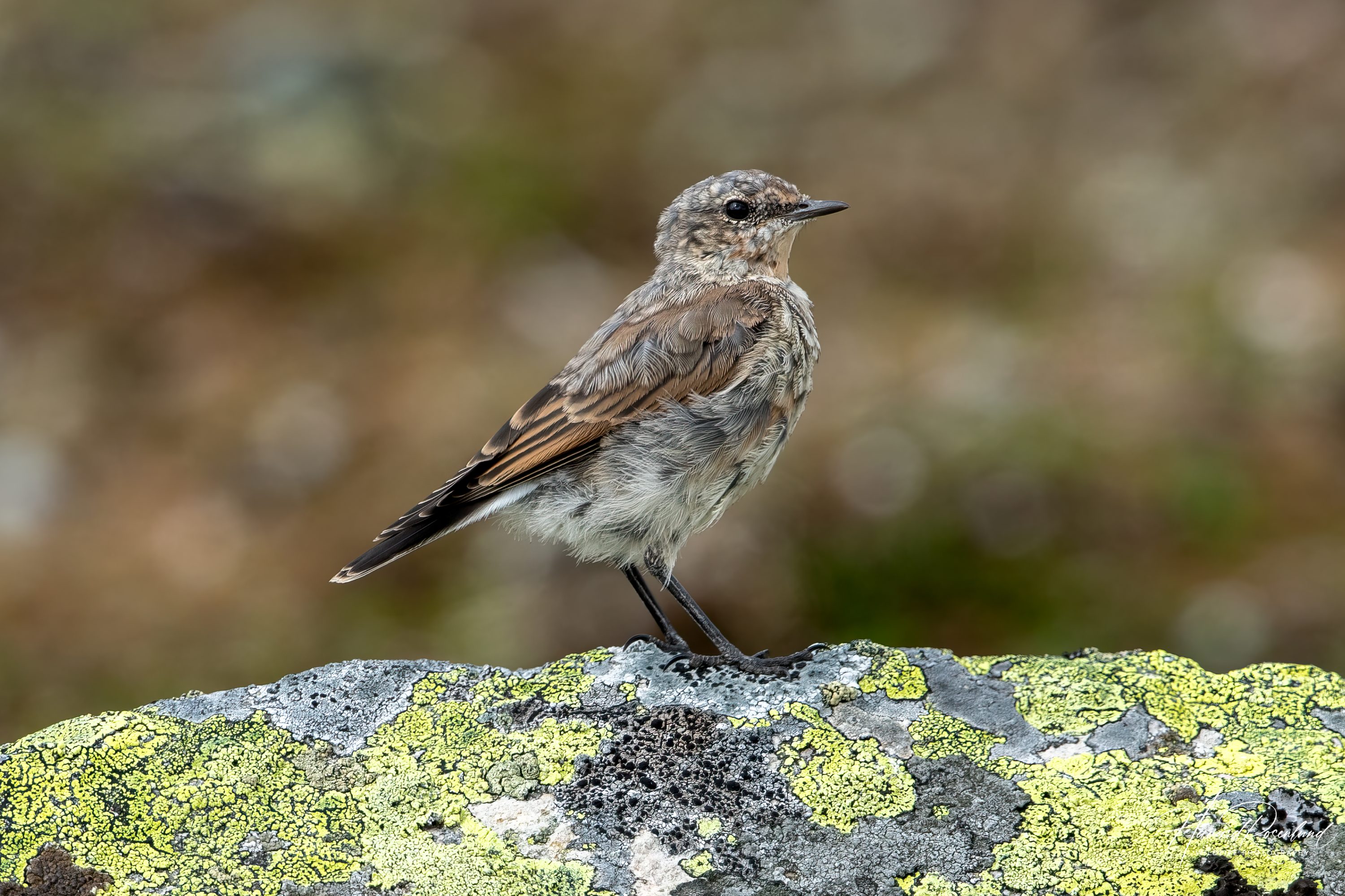 Steinskvett (Oenanthe oenanthe) @ Jotunheimen. Foto: Håvard Rosenlund